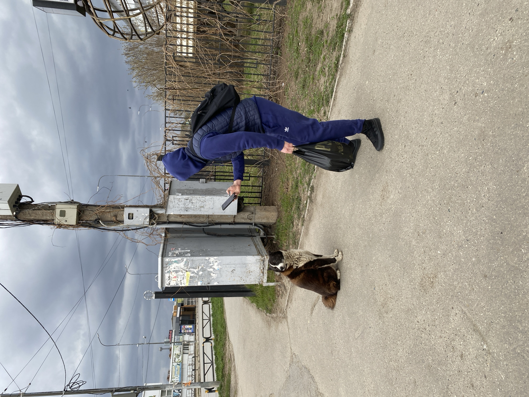 A man in a dark blue hooded sweatshirt and matching Adidas track pants is bending over in front of a utility pole, holding a black plastic bag and a smartphone. He is wearing a black quilted vest and black sneakers. A mixed-breed dog with brown and white fur is sitting nearby. The scene appears to be on a sidewalk in the city of Chaikovsky, Russia, as indicated by the street signs in Russian visible in the background. Overhead wires and utility boxes are attached to the utility pole. A metal fence and some greenery are also visible near the sidewalk. The sky is overcast.