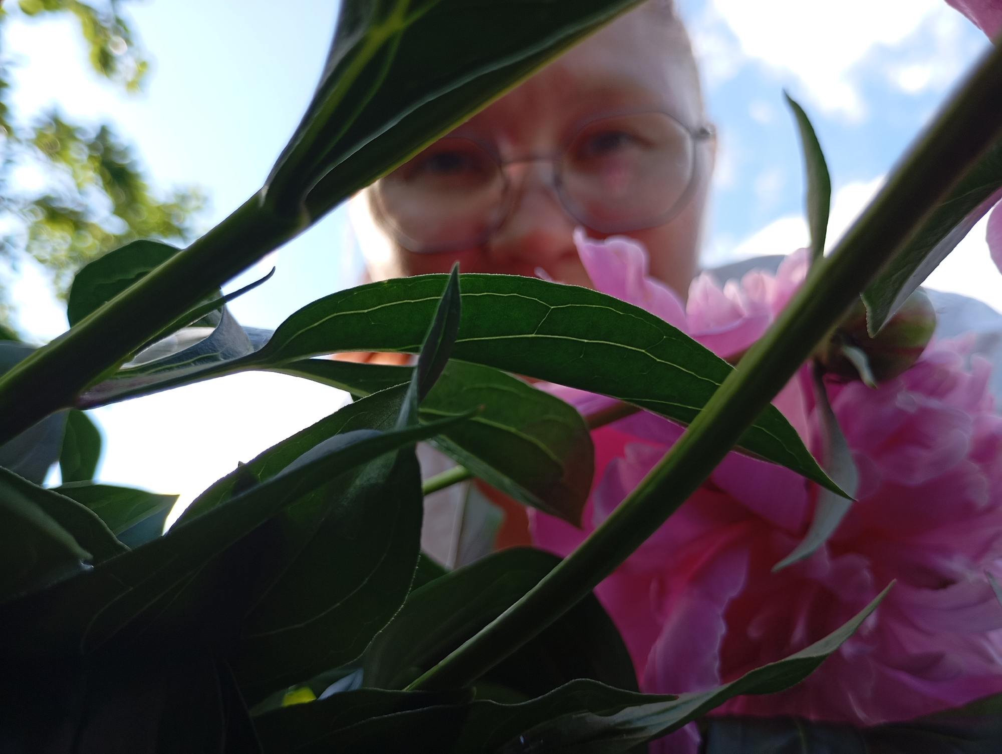 The image is a low-angle close-up of a person's face, seen from behind dark green foliage and a bright pink peony. The person, wearing glasses, is out of focus and their face is partially obscured by the leaves and flower. The background is a bright, slightly cloudy sky. The scene appears to be outdoors, likely in a garden or park, given the presence of the peony and foliage. The specific location of Ryabki, Russia, is not ascertainable from the visual information presented in the image.
