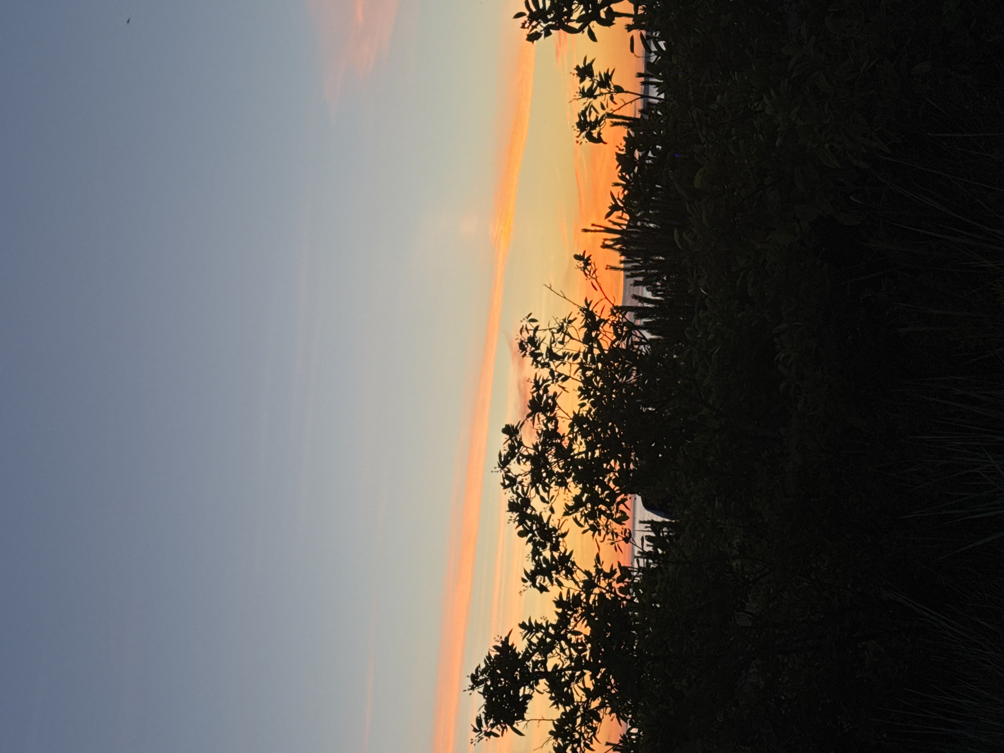 This is a photograph taken at dusk in Tallinn, Estonia. The sky is a gradient of soft blue at the top, transitioning to orange and pink hues near the horizon, with thin clouds streaking across the sky. In the foreground, silhouetted dark green foliage, including trees with visible leaves and buds, forms a dense, shadowy border across the lower third of the image. Behind the foliage, a sliver of the sea is visible, meeting the horizon. A few tall, thin plants or reeds are also silhouetted in the foreground. A small, dark bird is visible in flight in the upper right quadrant of the sky. No people are clearly identifiable, though there may be a shadowy figure or object partially obscured by the foliage in the middle distance, to the right of center. The overall scene suggests a natural landscape at the edge of the city, possibly near a coastal area.