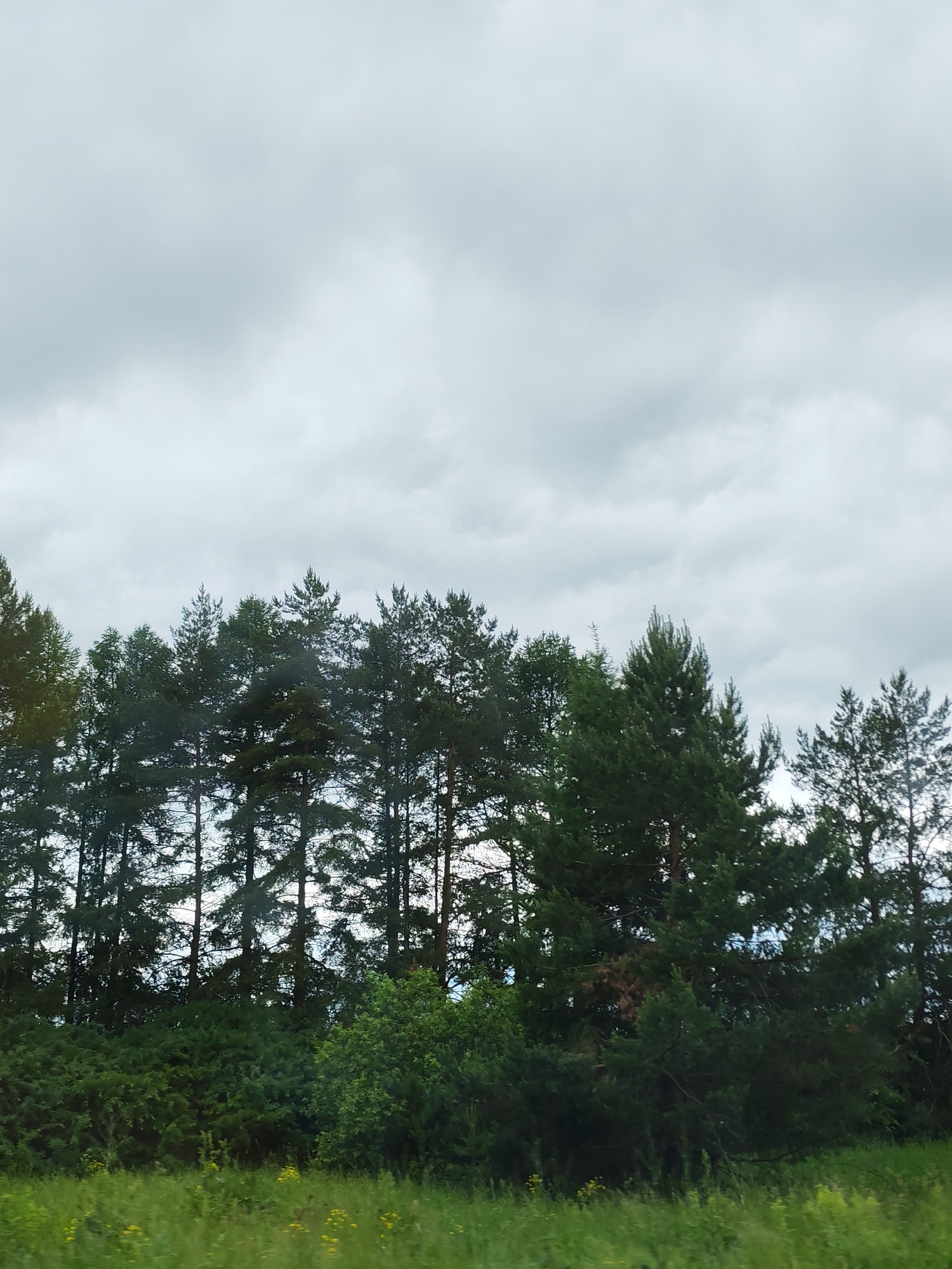 The image presents a natural landscape under an overcast sky. The upper approximately 60% of the frame is dominated by a heavy, light gray to pale blue-gray sky filled with thick clouds, indicating an absence of direct sunlight. Below this, a dense horizontal band of dark green coniferous trees, likely pine or spruce, occupies the midground. The trees vary in height, with visible trunks intermittently piercing through the foliage, revealing glimpses of the lighter sky behind them. Some trees exhibit patches of brownish, possibly dried, needles. Beneath the taller trees, a layer of vibrant green, dense shrubbery and smaller plants extends across the lower midground. The foreground consists of a field of lush green grass, interspersed with numerous small yellow wildflowers. No human activity, structures, or animals are discernible. The scene depicts a quiet, natural environment. While the image itself contains no identifiable landmarks to confirm a specific geographic location, if situated in Kamyennoye, Russia, the depicted landscape is consistent with a typical forested or rural environment of the region.