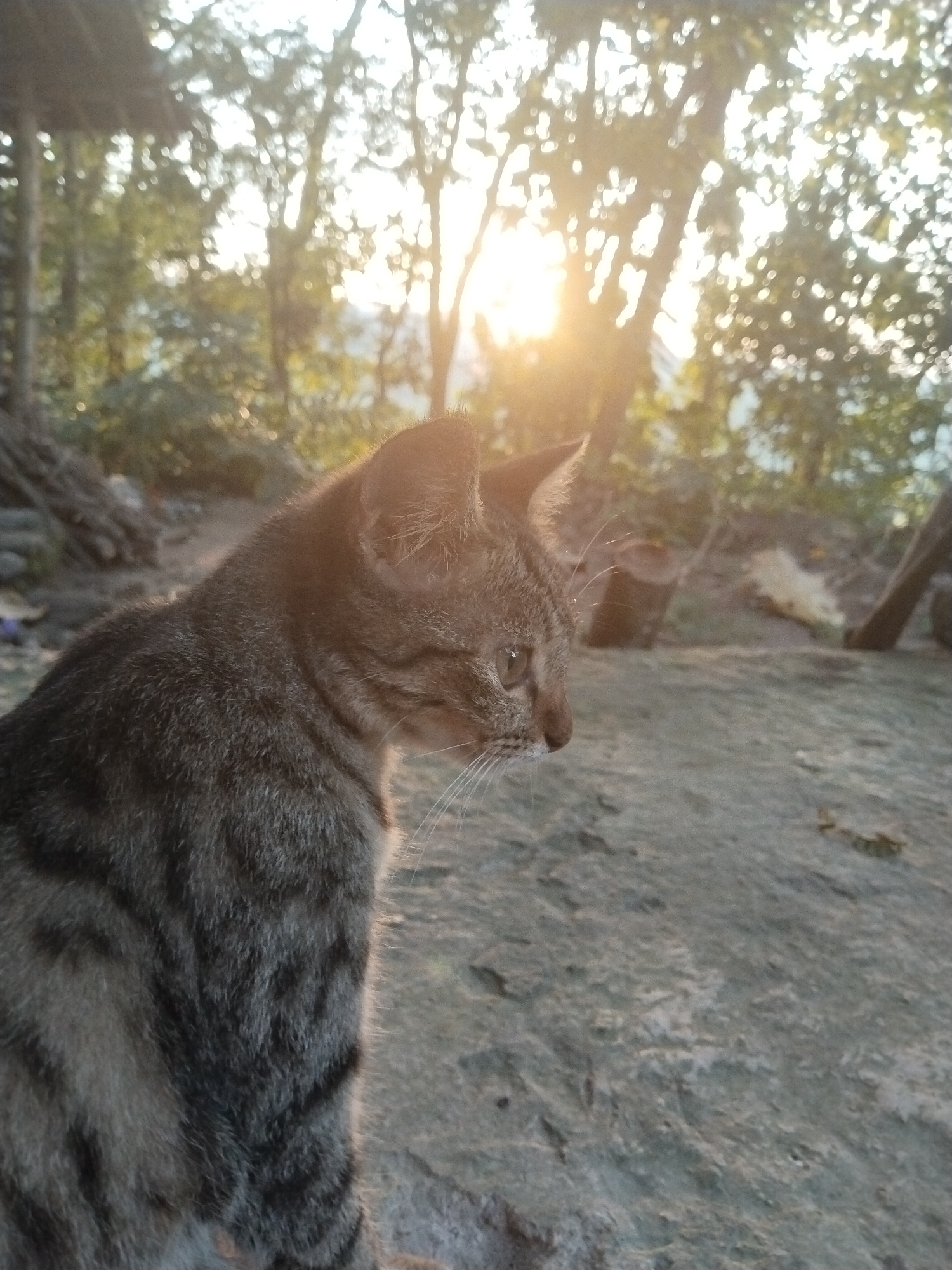 A close-up, eye-level shot captures a tabby cat in an outdoor setting. The cat, featuring grey and black stripes, is positioned in the foreground, turned towards the right, its gaze directed away from the camera. The background, slightly blurred, reveals a natural environment with trees and foliage, illuminated by sunlight. A wooden structure appears on the left, suggesting the possibility of a rural or semi-rural location. The ground appears to be a stone or concrete surface with textured patterns. No people are visible in the image.