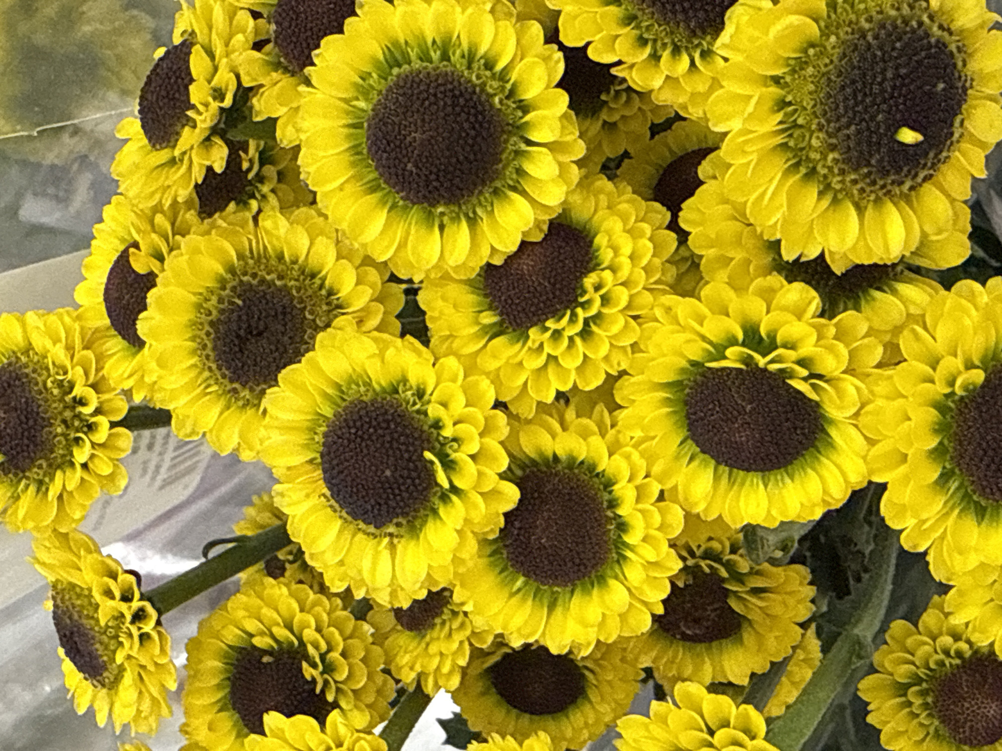 A close-up, high-angle shot displays a dense arrangement of yellow chrysanthemum flowers with dark brown centers. The blossoms fill the frame, with a slight defocus at the edges, creating a sense of depth. The flowers appear fresh, with vibrant yellow petals densely packed around the central discs. There are no people visible. The environment suggests an indoor setting, possibly a florist shop or home. The location is not discernible from the image.