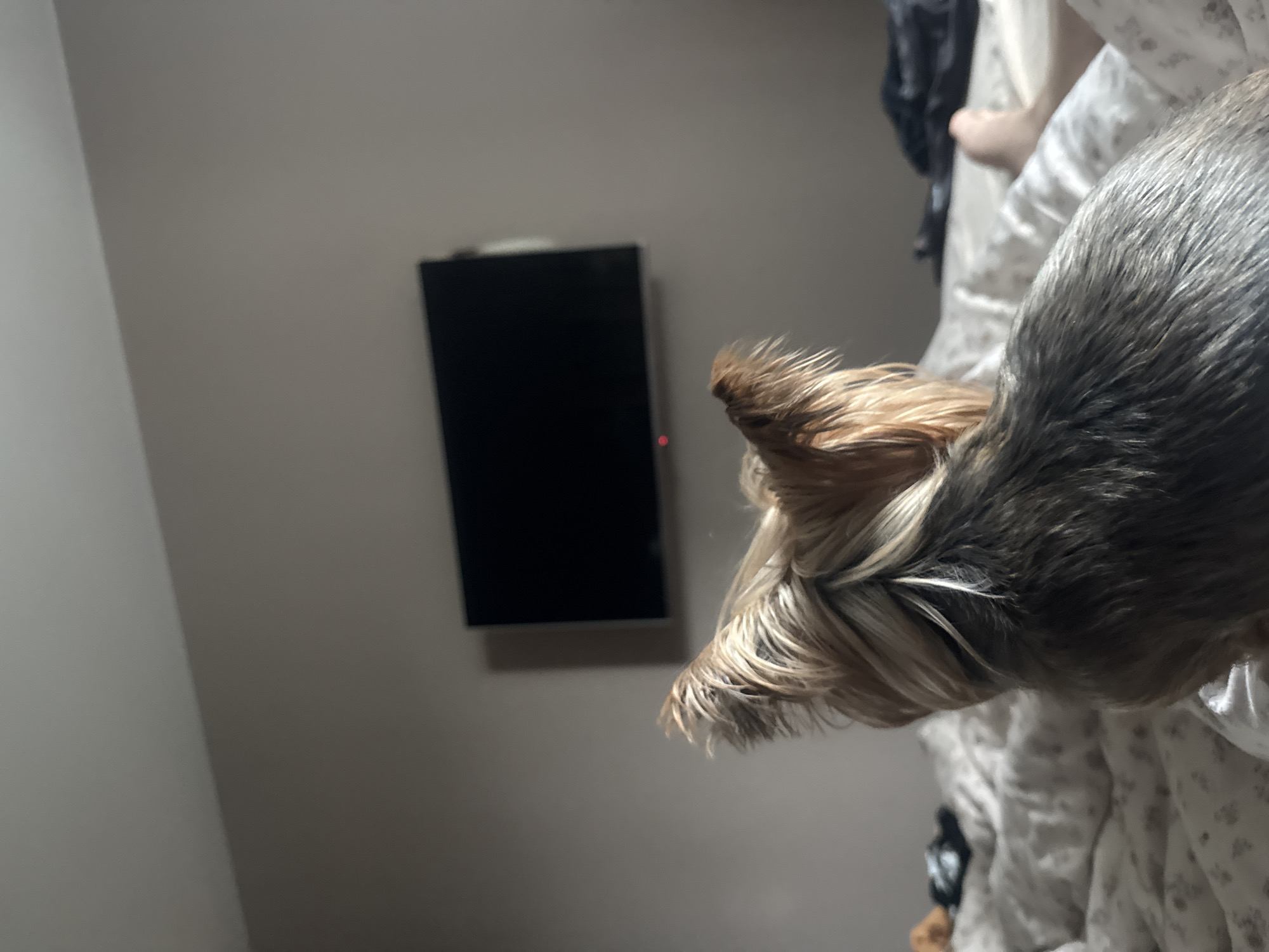 The image shows a yorkshire terrier dog lying on a bed, facing away from the camera. The dog's fur is a mix of tan and gray. In the background, a flat-screen television is mounted on a plain gray wall. The room appears to be a bedroom, with white bedding visible on the bed. A person's foot is visible on the right side of the frame, also on the bed. The image does not provide any information about the location in Vladivostok, Russia.