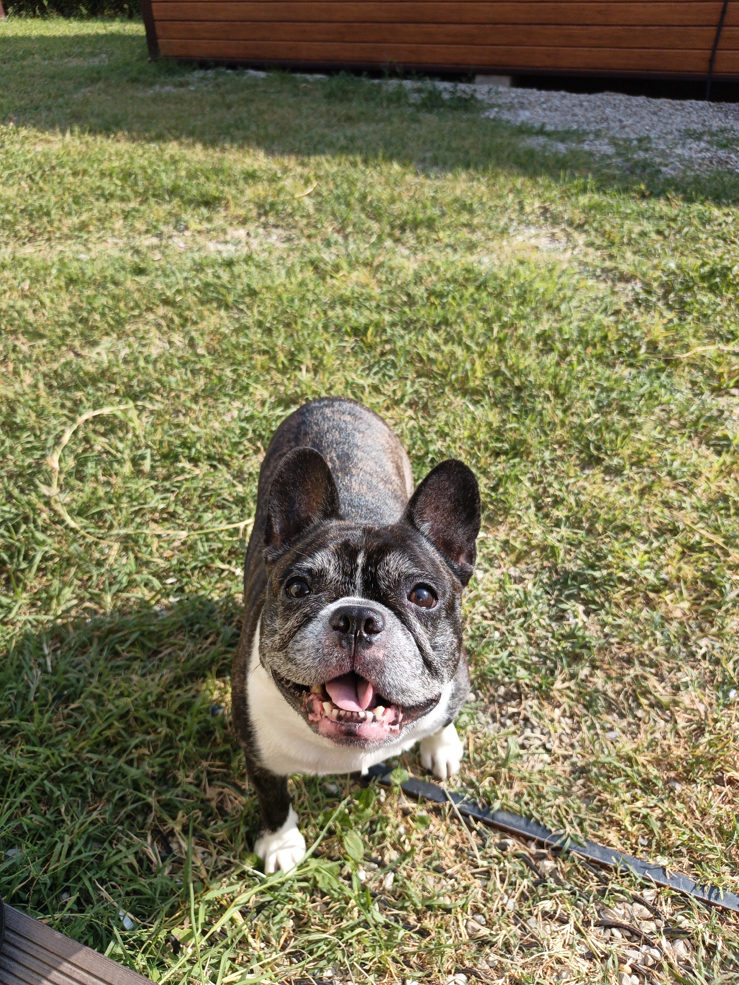 A brindle and white French Bulldog is in the center of the frame, looking up at the camera. It is outdoors on a sunny day, standing on a patch of green grass with some dry patches and small stones. In the background, there is a wooden structure with horizontal planks. The dog's mouth is open, and its tongue is visible, suggesting it might be panting or smiling. Its ears are erect. The overall lighting suggests bright sunlight. The location is identified as Pshada, Russia.