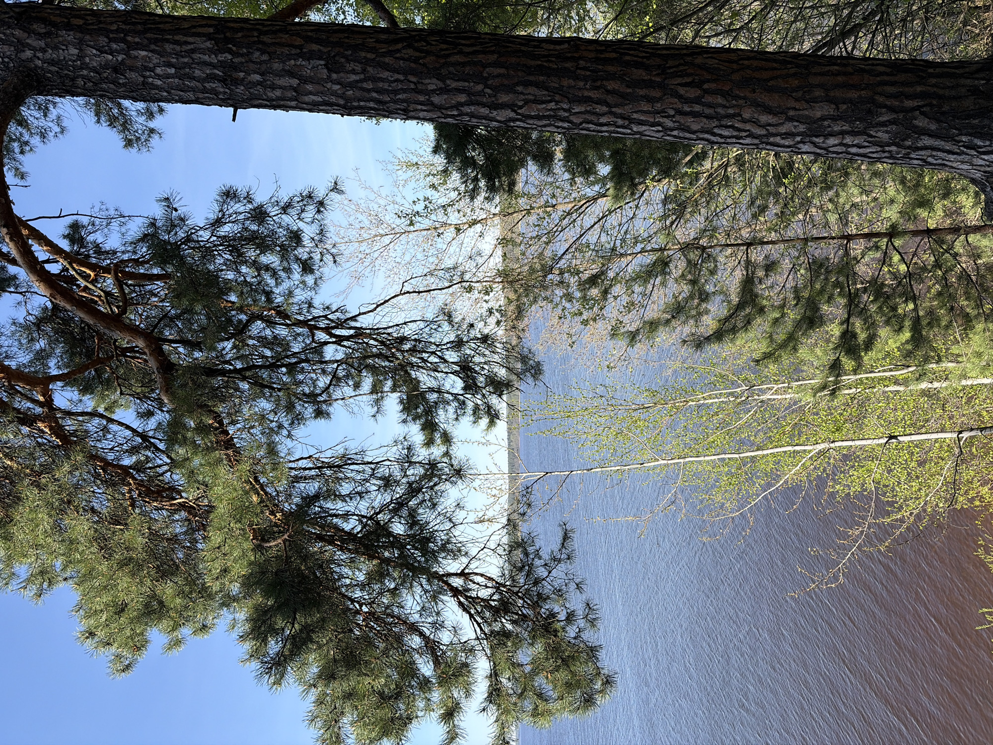 The image presents a view of the Kama River from what is likely the forest area along its banks in the city of Izhevsk, Russia. The perspective is from below, looking up through the canopy of trees. A large, rough-barked tree trunk dominates the top of the frame, while the branches of coniferous trees, particularly pines, extend from the left side, their needles appearing lush and green. Across the river, there are also birch trees. The sky is visible through gaps in the foliage, a clear blue that contrasts with the darker water of the Kama River. The river itself is calm, its surface reflecting the sky and surrounding trees. Overall, the scene captures a serene and natural landscape within an urban area.