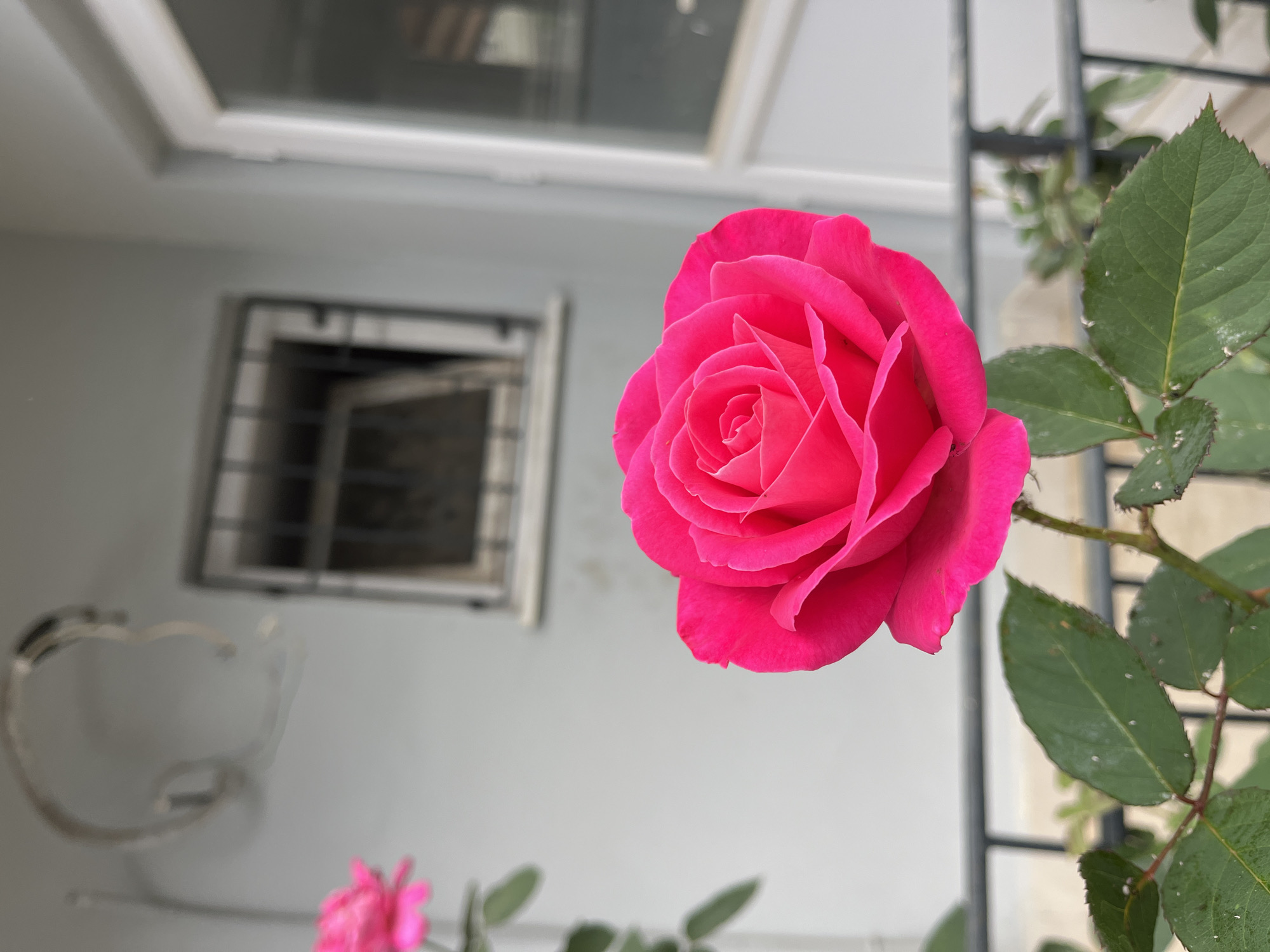 A close-up captures a vibrant pink rose in full bloom, its petals tightly wound in the center. To the right, a stem with green leaves speckled with white blemishes extends, partially obscuring a black metal trellis. In the background, a light gray exterior wall contrasts with a window fitted with horizontal bars and a white frame. Below and to the left of the main rose, a second rose and leaves are partially visible. The location is Alanya, Turkey, though no specific details in the image confirm this; it is only based on user prompt.