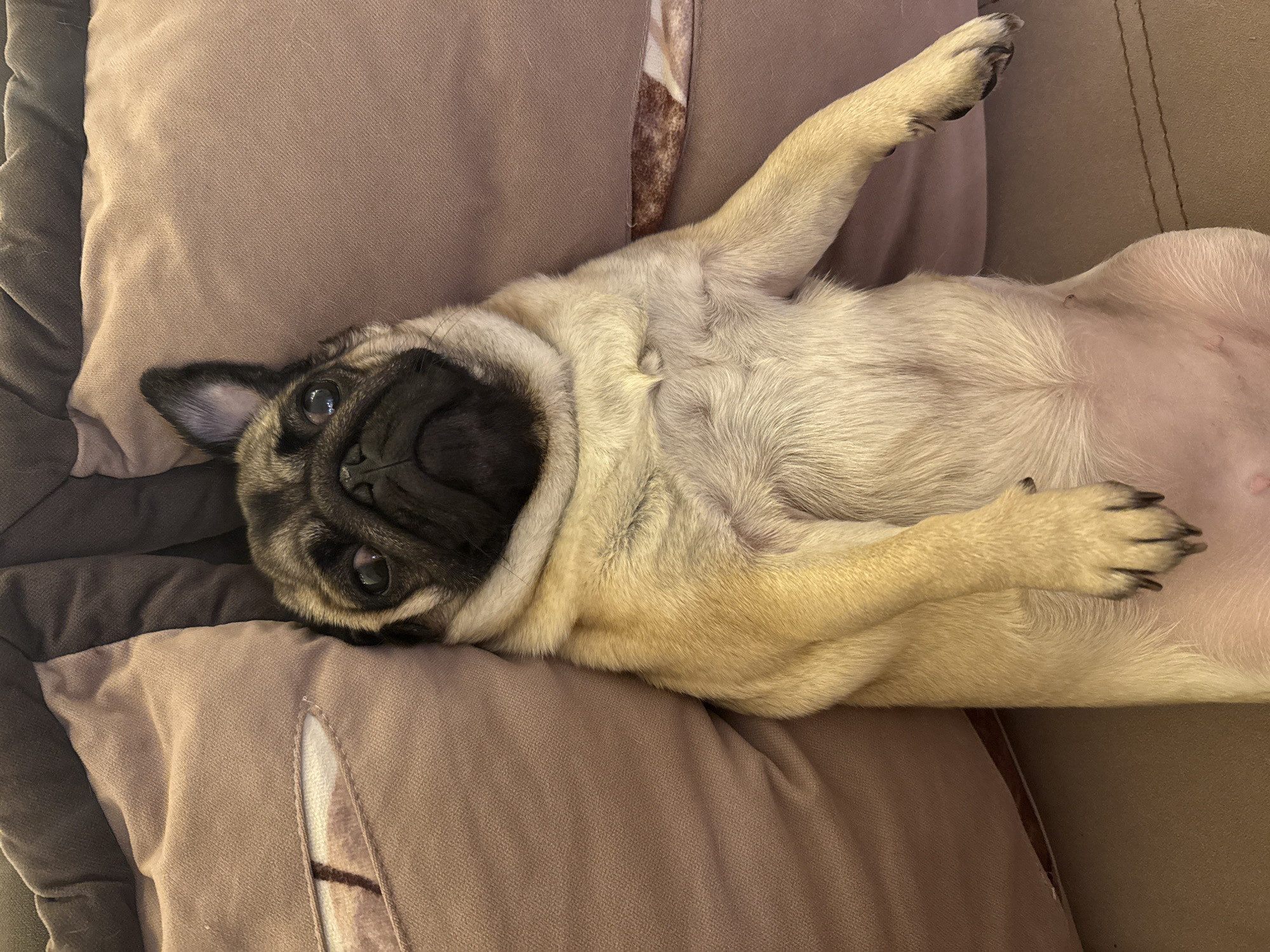A pug dog is lying on its back on a sofa, with its head tilted to the side. The dog's eyes are open, and it appears to be looking at the camera. The dog's fur is a mix of fawn and black, and it has a wrinkled face. The sofa is upholstered in a soft, brown fabric, and there are two pillows behind the dog. The background is out of focus, but it appears to be a living room.