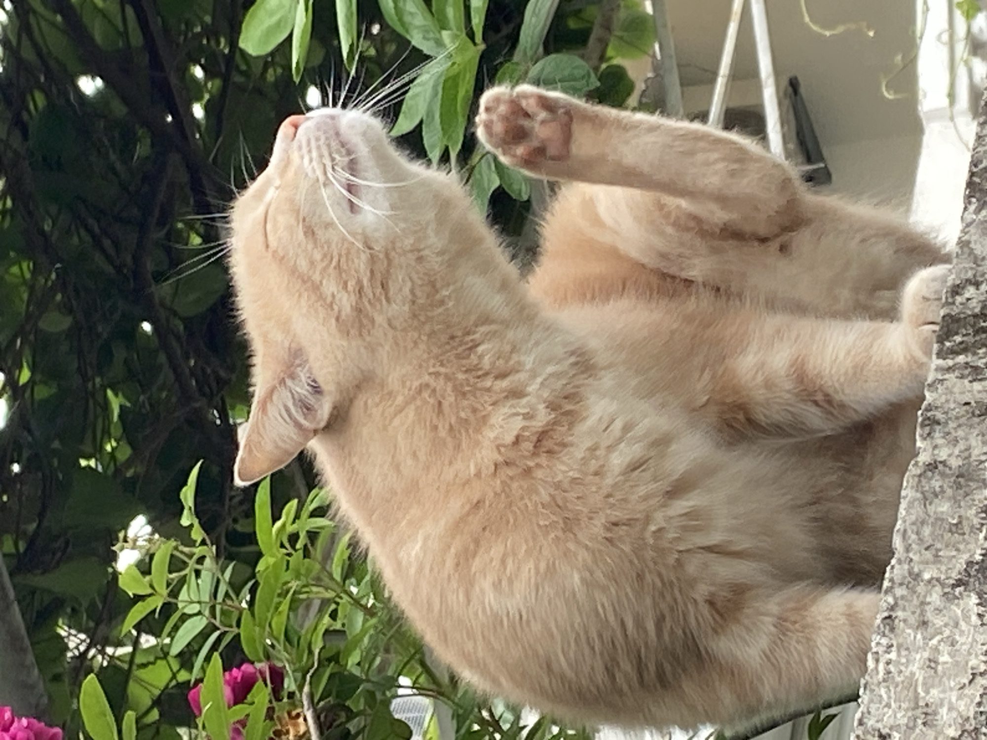 A light orange cat is in a tree in Budva, Montenegro. The cat is on its back, with one paw raised in the air. The cat's head is tilted back, with its mouth slightly open. There are green leaves and branches around the cat. There is also a part of a white wall to the right of the cat, and flowers at the bottom left of the frame.