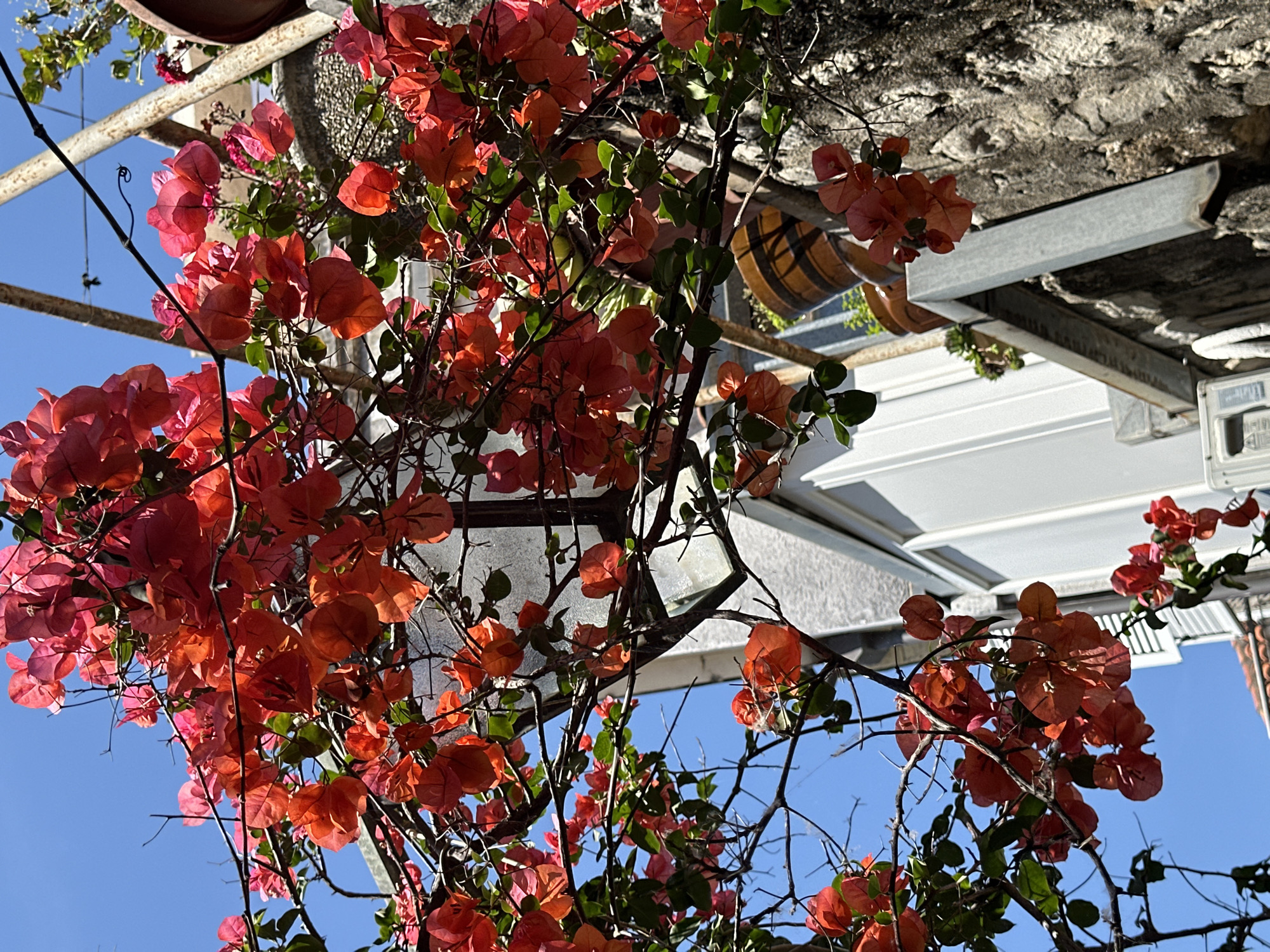 The image shows a vibrant bougainvillea plant with bright red and pink flowers against a clear blue sky. The plant is growing on a metal trellis structure. In the background, there's a blurred view of a white building and a rough concrete wall, possibly part of an urban structure. The location appears to be outdoors, possibly in a garden or courtyard in the city of Budva, Montenegro, though without additional context, this is speculative. There are no people visible in the image. The primary subjects are the bougainvillea plant and the architectural elements in the background. The only action is the growth and display of the plant.