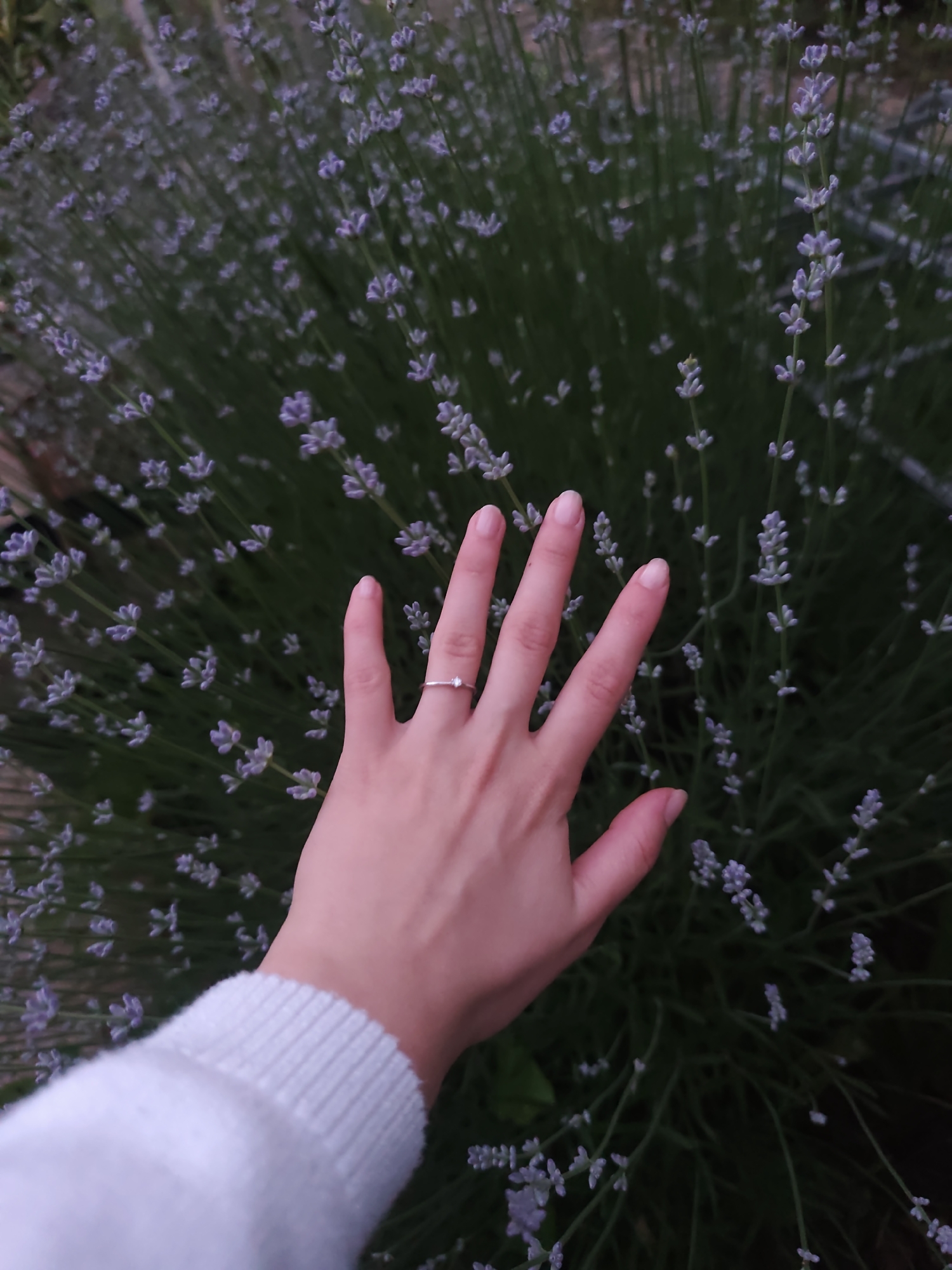 The scene is located in Rosno, Bulgaria. The image captures a high-angle, close-up perspective of a human hand extended into a dense bush of lavender. The hand, exhibiting a light skin tone and well-maintained nails, has fingers slightly splayed. A simple ring with a small, light-colored stone is worn on the fourth finger. The cuff of a white, ribbed long-sleeved garment is visible around the wrist. The lavender bush fills the majority of the frame, consisting of numerous slender green stems topped with clusters of light purple flower buds or early blossoms. The background beyond the lavender is dark and out of focus, suggesting further indistinct foliage or ground. The overall lighting is subdued. The hand appears to be gently touching or resting among the lavender flowers without any aggressive interaction.