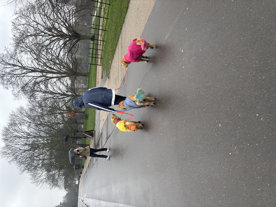The scene depicts a wet, paved pathway in Hyde Park, London, United Kingdom, under an overcast sky. In the foreground, a person walks away from the viewer, wearing a dark blue hooded jacket with a white stripe across the back. This individual holds leashes connected to three Golden Retriever-type dogs, which are walking alongside. The leftmost dog wears a yellow raincoat and has an orange-dyed tail. The middle dog wears a blue raincoat and has a turquoise-dyed tail. The rightmost dog wears a fuchsia-pink raincoat and has a pink-dyed tail. In the mid-ground, on the left side of the pathway, another person walks towards the left, holding an open black umbrella and wearing a light-colored jacket and dark trousers. The pathway is flanked by grassy areas with numerous bare deciduous trees. A multi-directional signpost and a small A-frame sign are positioned on the left side of the path, while a dark metal fence lines the right edge of the grassy area. The wet asphalt surface reflects the ambient light.