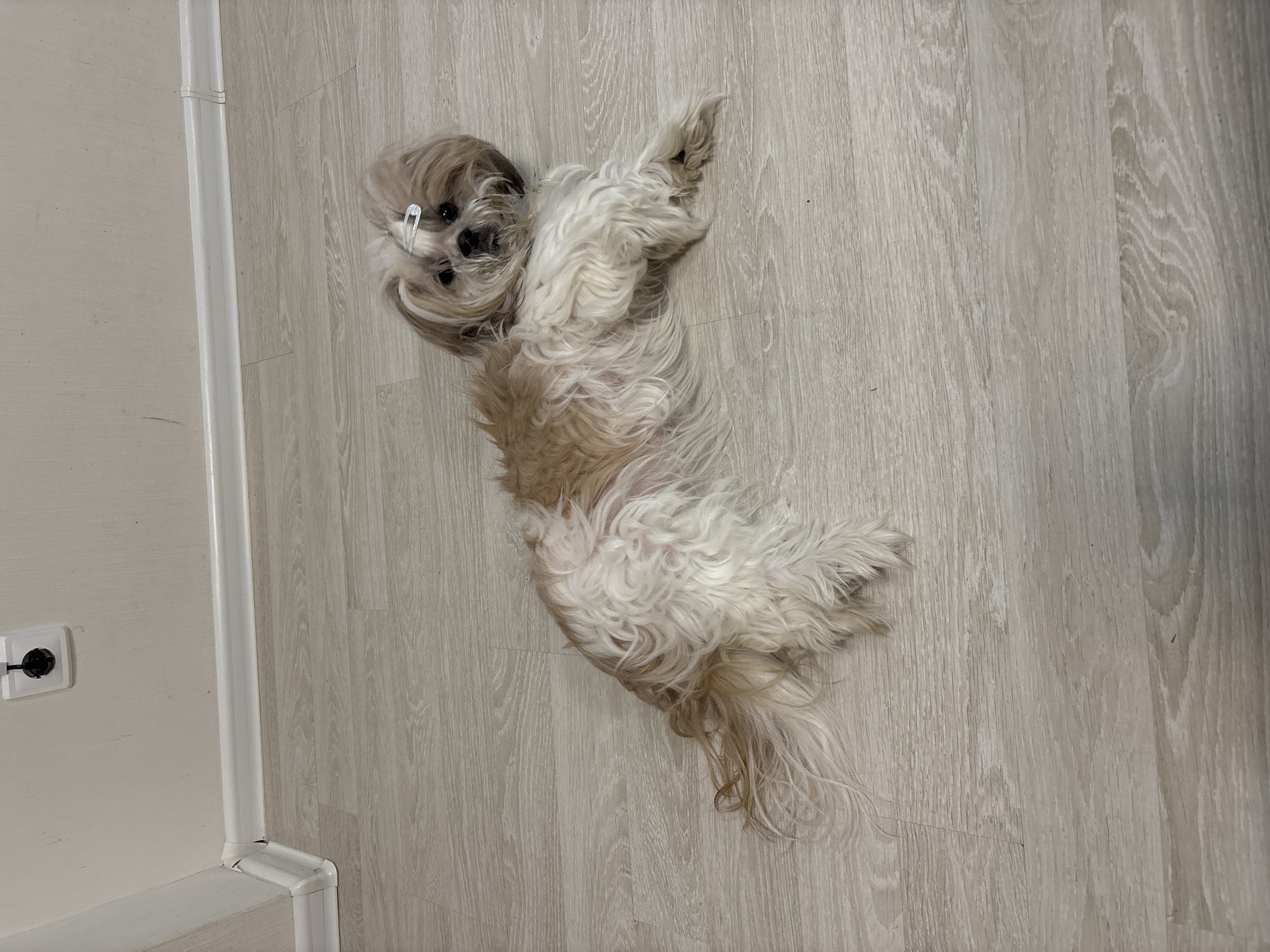 A small, long-haired, tan and white dog is lying on its back on a light-colored, wood-grain floor. The dog is oriented with its head near the top-left of the frame and its body extending diagonally towards the bottom-right. A silver barrette is visible in the dog's hair. The background shows a white wall with a baseboard heater and an electrical outlet. No specific information in the image suggests a location in Izhevsk, Russia.