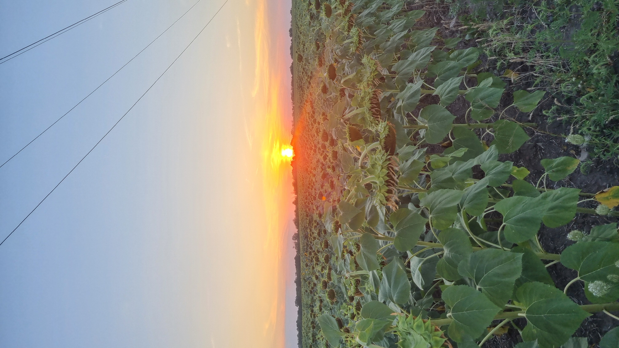 This is a vertical, eye-level shot of a large field of sunflowers in various stages of growth, situated in the city of Smila, Ukraine. The sun is setting on the horizon, casting a warm, orange glow across the sky. Power lines stretch across the upper portion of the frame, silhouetted against the pale blue sky. The sunflowers are densely packed, with their large green leaves and developing seed heads dominating the foreground and midground. Some of the sunflowers are beginning to droop, indicating the end of their blooming cycle. The ground beneath the sunflowers appears to be dark soil, with sparse vegetation and weeds visible along the edges of the field. The overall impression is one of a rural agricultural landscape at dusk.