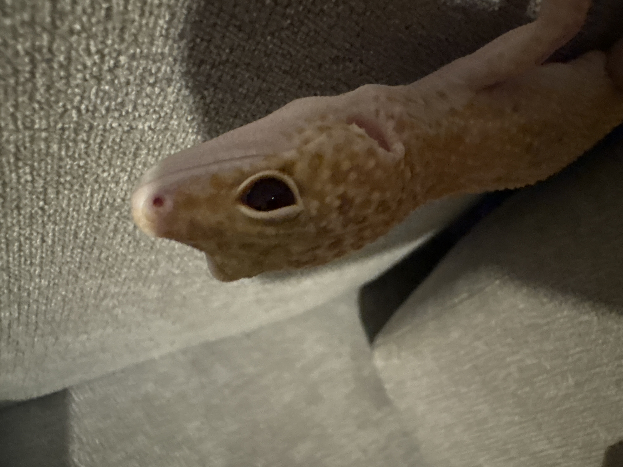 The image shows a close-up of a leopard gecko resting on a textured, gray surface. The gecko's head is visible, with its large, dark eye and a small pink nostril. Its pale, spotted skin is speckled with darker markings. The gecko appears to be calm and still. The background is a soft, blurry gray, suggesting a domestic environment such as a couch or carpet. There is no indication of the city of Nha Trang Ward, Vietnam.