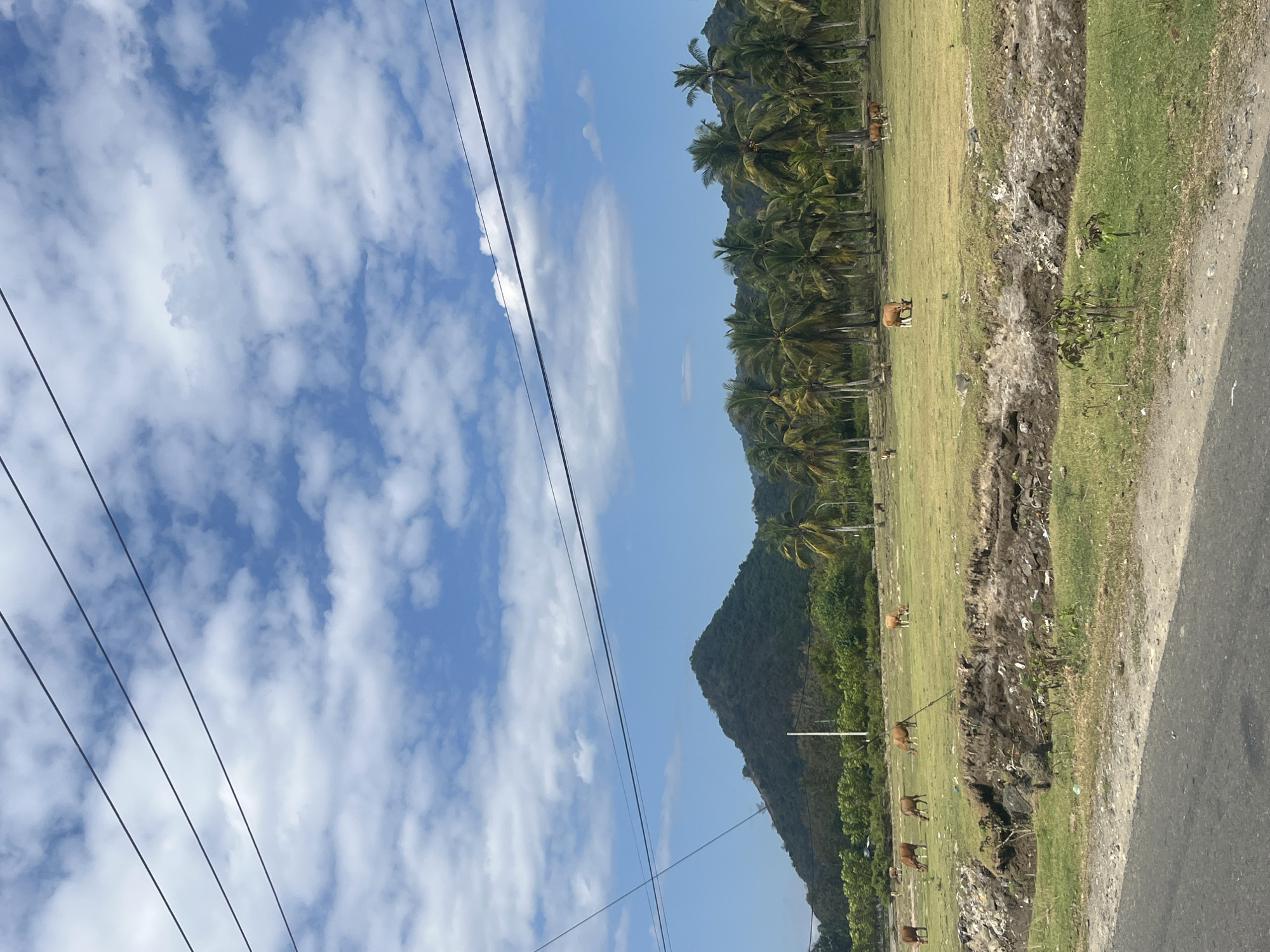The image depicts a pastoral scene in Desa Lamunga, Indonesia, characterized by a wide, green field dotted with several brown cows grazing under a bright blue sky filled with fluffy white clouds. In the background, a dense line of palm trees stretches across the landscape, with a lush, tree-covered mountain rising behind them. Several power lines are visible strung across the sky, crisscrossing the frame. The foreground shows a dirt road and a rough, eroded embankment bordering the field. The overall impression is one of rural tranquility and natural beauty.