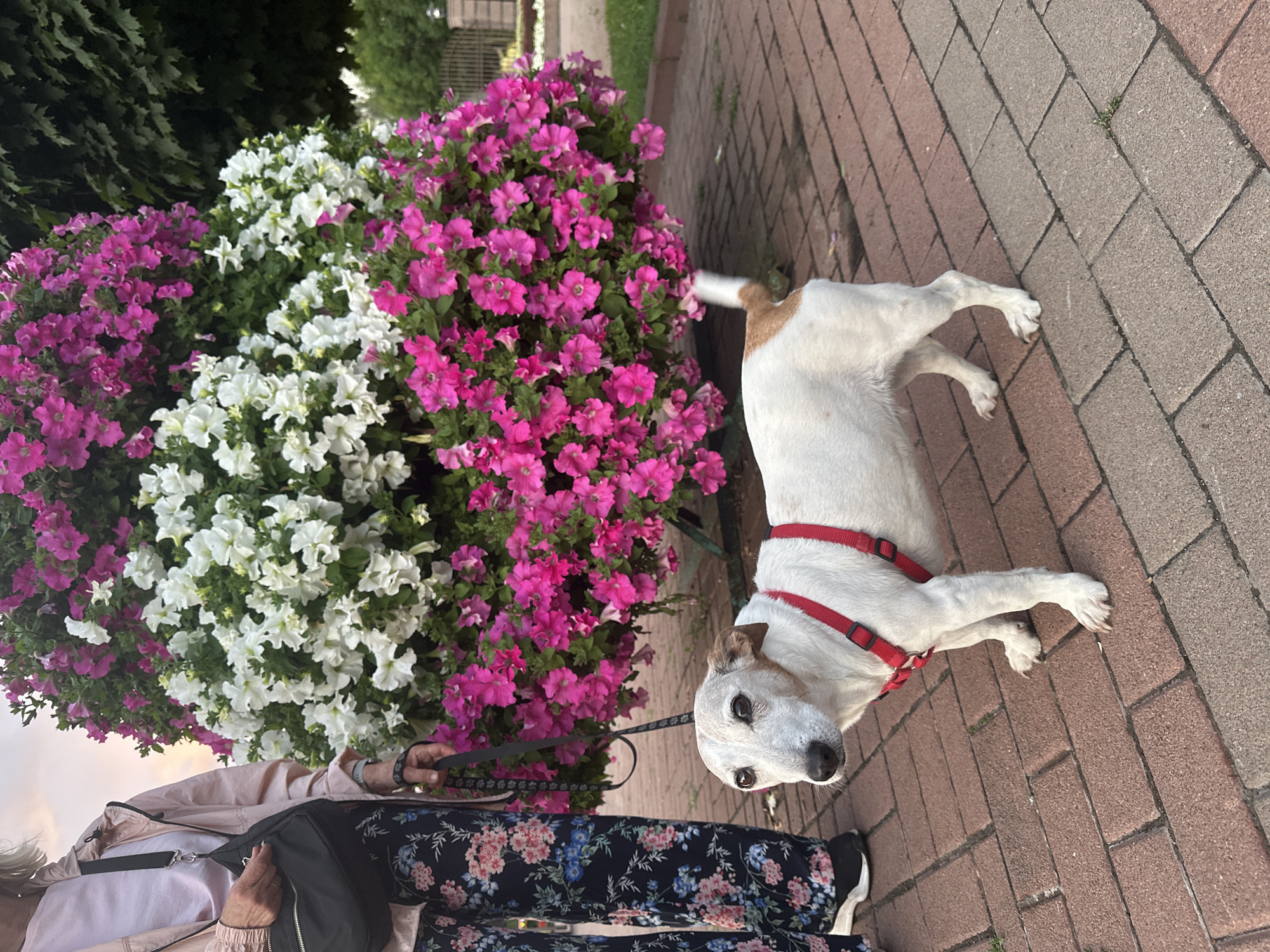 In Kyiv, Ukraine, a person stands near a large, overflowing planter filled with pink and white petunias. The person is wearing a light pink jacket over a pink shirt and floral print trousers. They are holding a black leash attached to a white Jack Russell Terrier. The dog, wearing a red harness, is looking directly at the camera. The scene is set on a brick pathway, with green foliage and a hint of fencing visible in the background. The lighting suggests it is late afternoon or early evening.