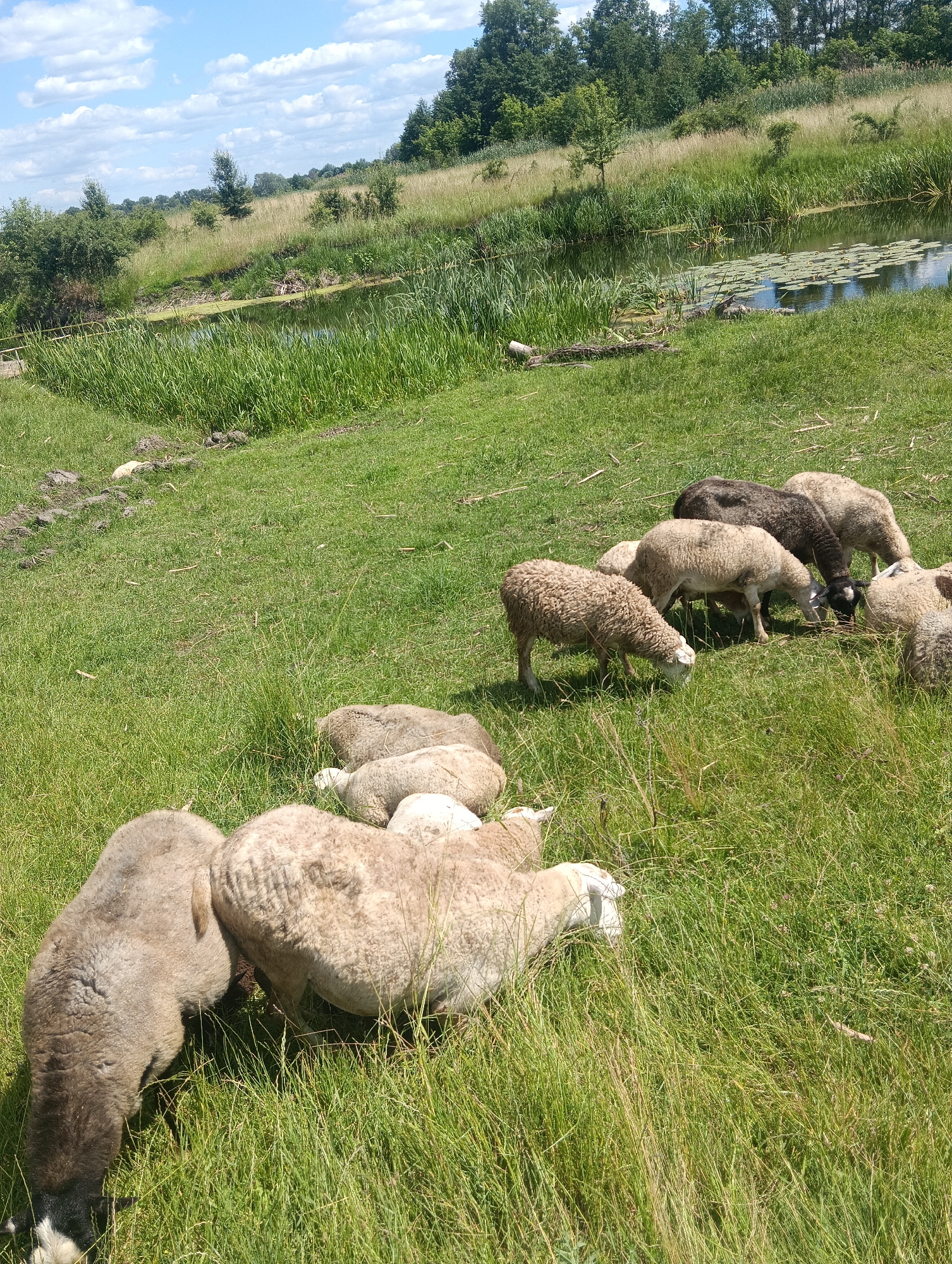A flock of sheep are grazing in a grassy field next to a body of water. The sheep are of various colors, including white, brown, and black. Some of the sheep are standing, while others are lying down. The body of water appears to be a pond or small lake, with lily pads floating on the surface. In the background, there are trees and a hill. The sky is blue with scattered clouds. The scene is peaceful and serene.