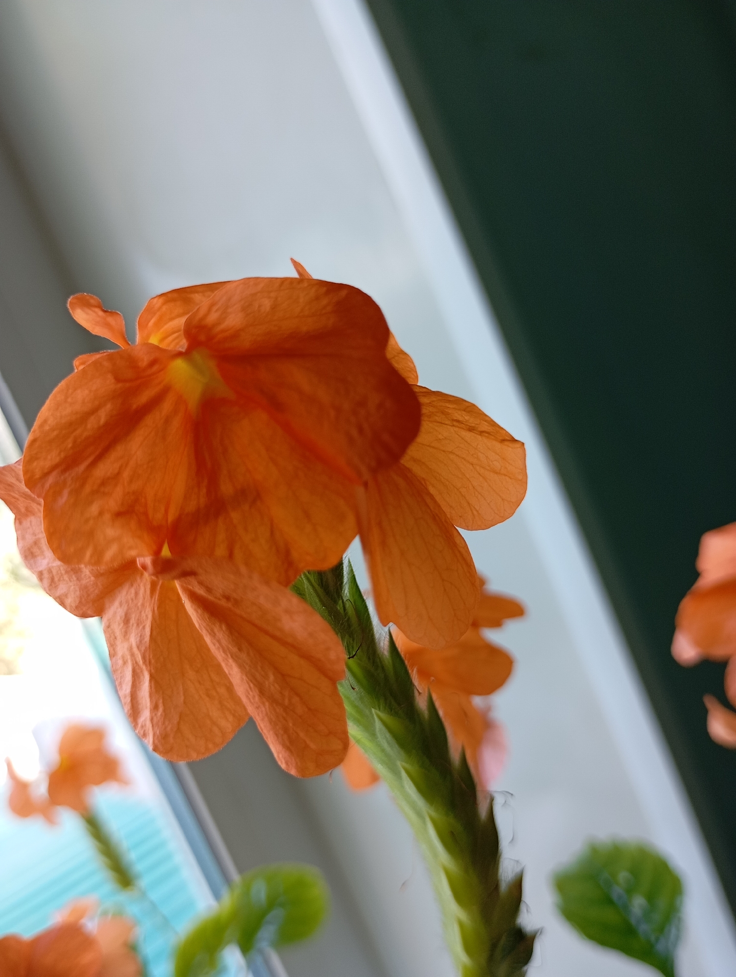 The image is a close-up, low-angle shot of orange flowers, likely a potted plant on a windowsill, with a blurry background. The flowers have delicate, crinkled petals and a vibrant orange hue, with some yellow at the center. The stems and some leaves are visible and appear green and fuzzy. The background is divided diagonally. The left side is a bright, out-of-focus area that suggests natural light and possibly a window with blinds. The right side is a dark, muted green, likely a wall or curtain. The overall lighting suggests it is daytime. There are no people visible in the image. The image does not contain any identifiable landmarks or details that would indicate its location within the city of Chaikovsky, Russia.