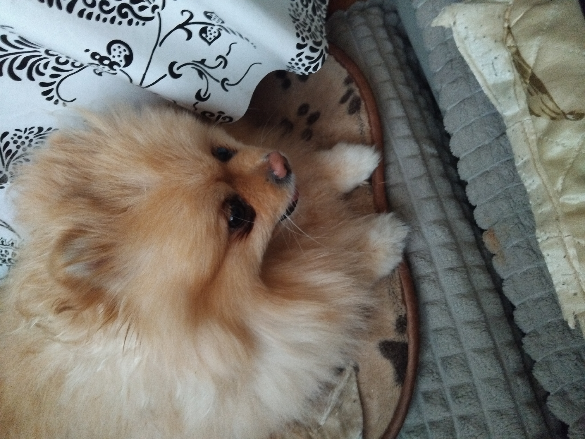 A tan Pomeranian dog with dark eyes and a pink nose is lying on a patterned mat, which is on top of a gray quilted blanket. The dog's head is turned to the right, and its gaze is directed downwards. A white fabric with a black floral pattern is visible to the right of the dog. The background is dark and out of focus. The scene appears to be indoors, possibly in a home environment, with no specific identifiable landmarks of Apriltsi, Bulgaria.