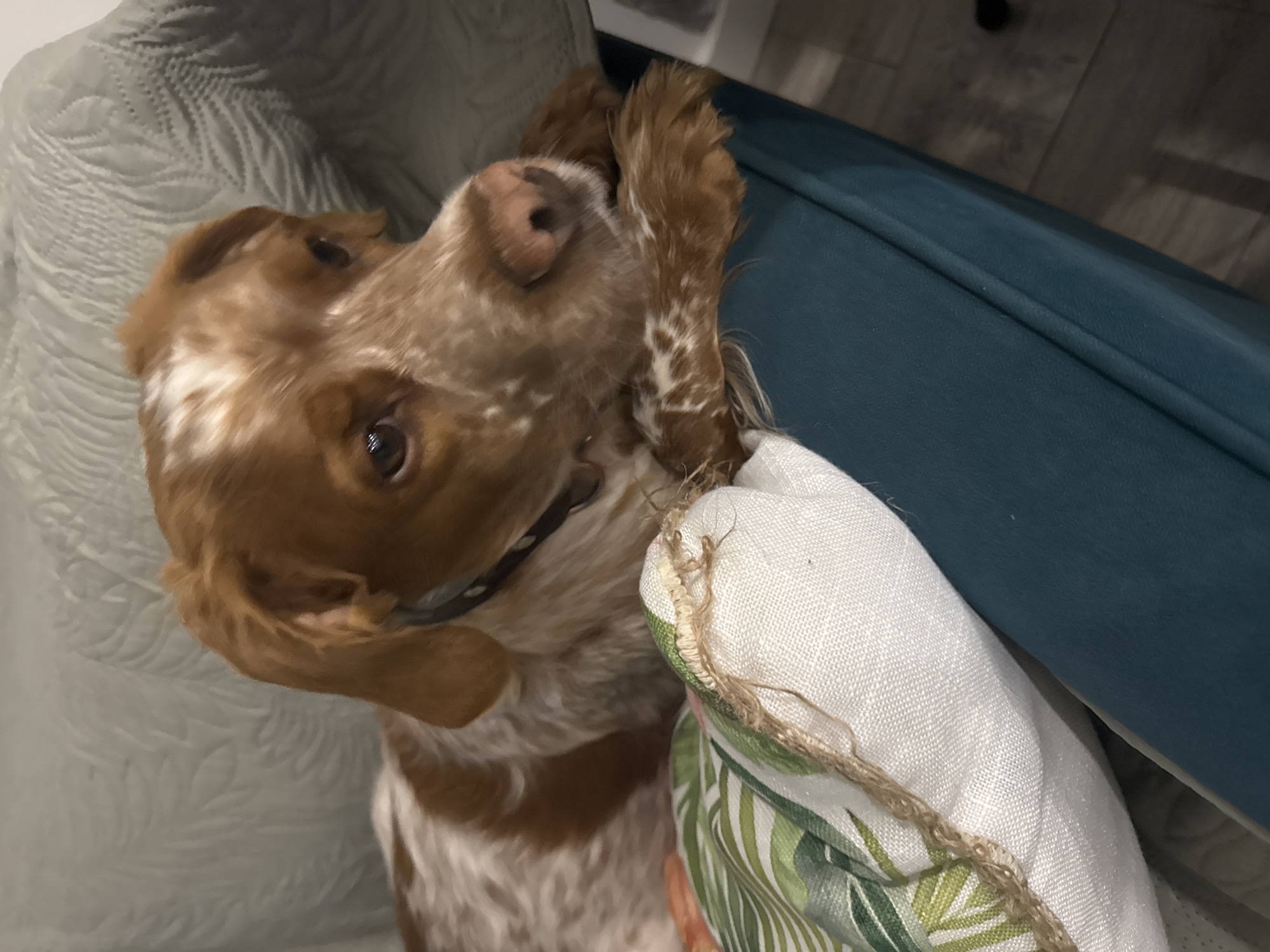 A medium shot depicts a brown and white spotted Spaniel-type dog lying upside down in a domestic setting. The dog is resting its head on a cushion with a white background and a tropical leaf pattern, and its paw is near the edge of a teal-colored sofa cushion. The location appears to be indoors. The exact location in Sofia, Bulgaria cannot be determined from the visual information.