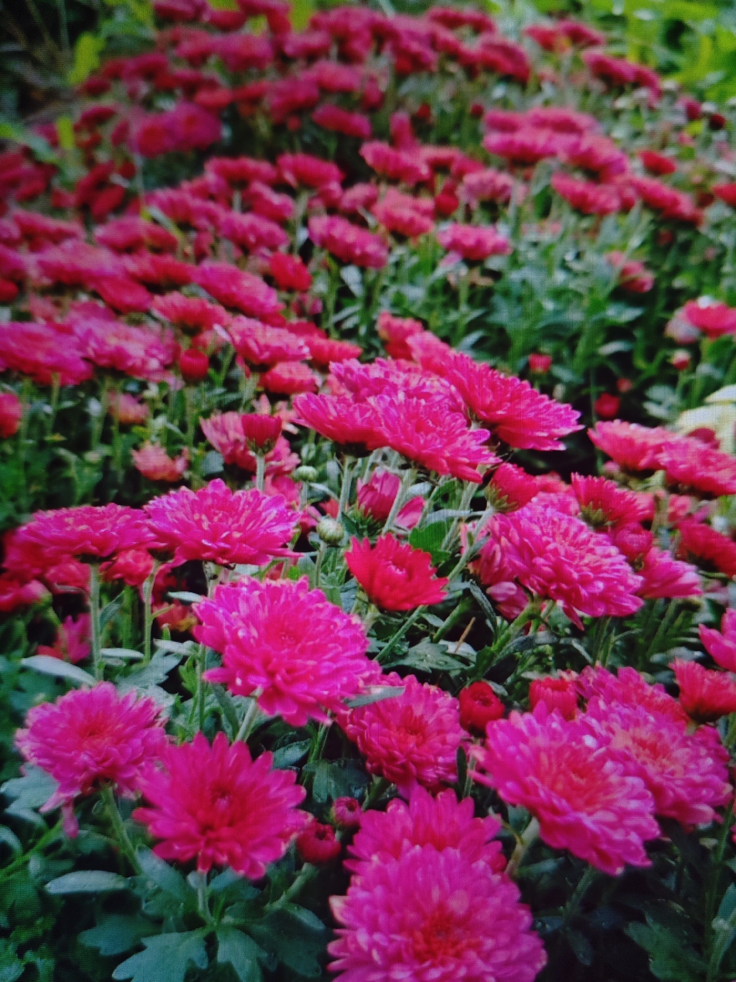 A ground-level, full-shot, medium-angle photograph shows a dense field of bright pink chrysanthemums, with a few dark green leaves visible between the flowers. The flowers are the focal point, with many in sharp focus and others slightly blurred. The chrysanthemums are varied in size and stage of bloom. The background is mostly out of focus, showing more flowers and foliage, and hints of lighter colored flowers or leaves. The lighting is natural, creating soft shadows. There are no people or man-made objects visible in the image. The scene is outdoors.