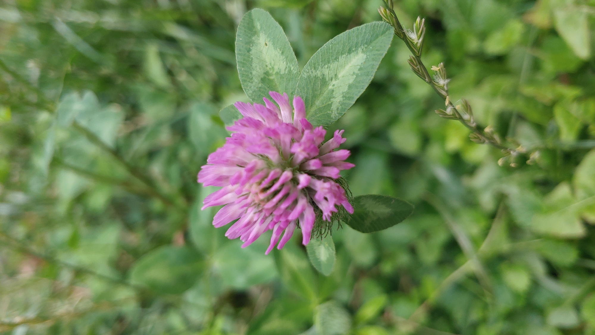 A macro photograph captures a pink clover flower in sharp focus against a softly blurred green background of grass and leaves. The flower head is spherical and composed of numerous small, delicate petals. Two distinct trifoliate leaves of the clover are visible beneath the flower, with lighter green markings forming a V-shape on their surface. The overall setting is a natural, outdoor environment, likely a park or meadow. No people, buildings, or urban elements are present. The location is identified as Mukachevo, Ukraine.