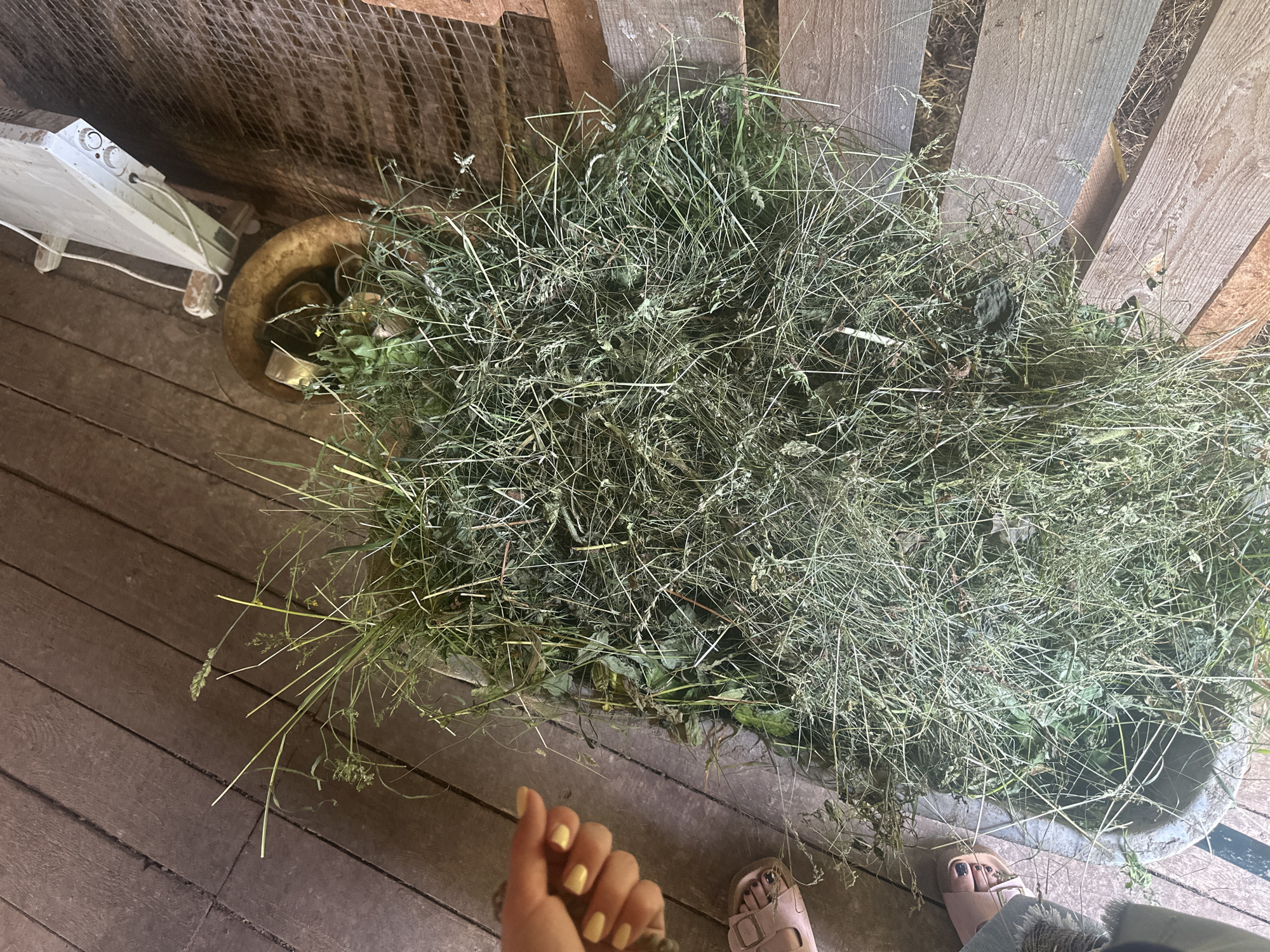 A high-angle shot captures a large pile of dry hay in what appears to be an outdoor rural setting. The hay is primarily composed of dry grass stalks and some green leafy vegetation, with fine debris mixed throughout. The pile is situated on a wooden floor, made of rough planks, some of which are worn and weathered. To the left of the hay, a person's left hand is visible, with bright yellow nail polish. Below the hand, a pink sandal is partially visible, revealing a person's toes with black nail polish. To the right and behind the hay, a wire mesh fence is present, and further back, a white object, possibly a heater or panel, is mounted on a wooden support. The overall scene suggests a storage area or outdoor enclosure, likely in a rural or agricultural environment. There is no specific indication of the city of Ilyinsky, Russia within the image.