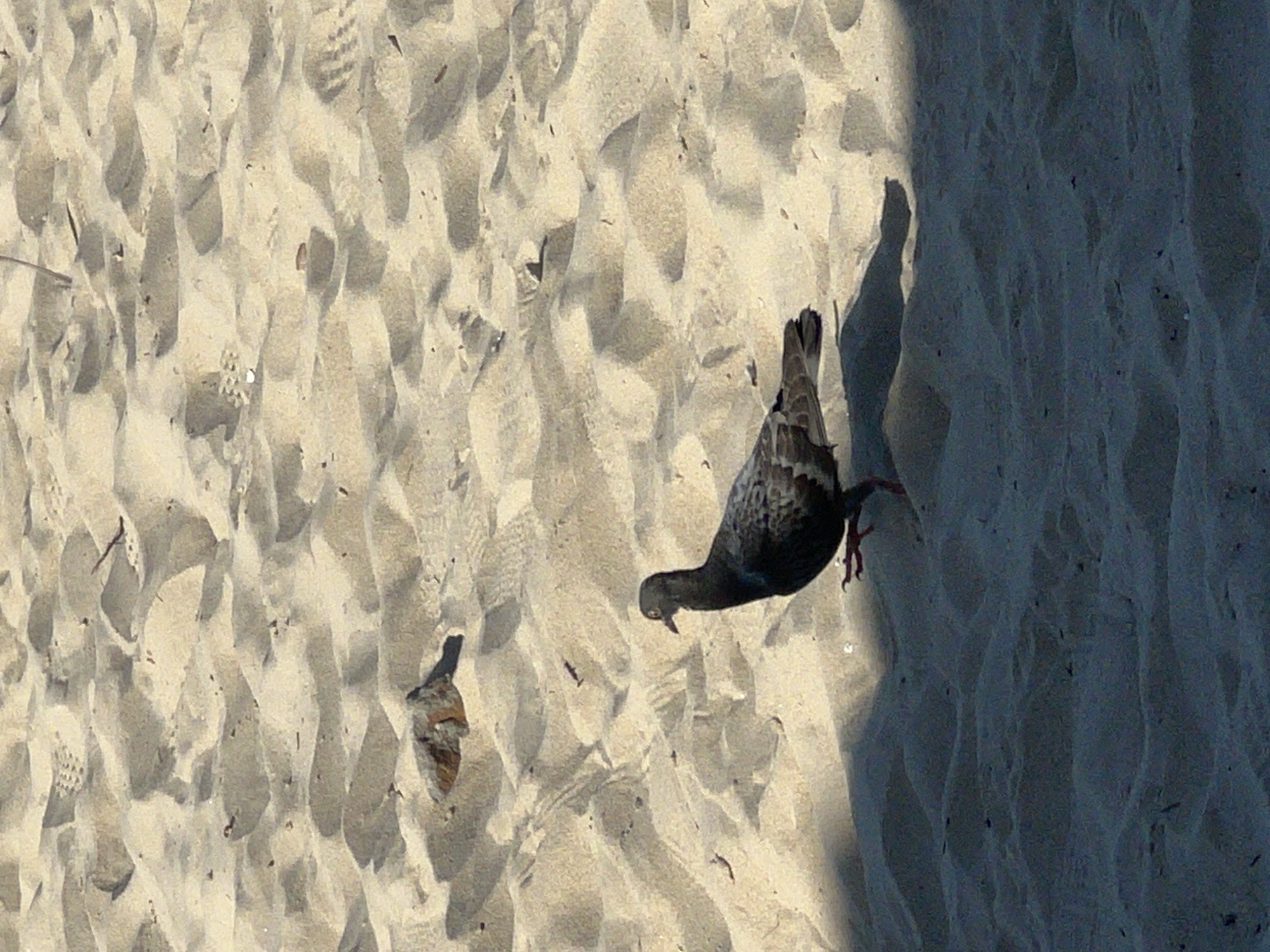 A pigeon is walking on a sandy beach. The sand is light brown and textured, with footprints and small debris scattered across it. The pigeon is dark gray with some lighter markings on its wings. It is facing to the left and its legs are visible. A shadow is cast over the lower part of the image, obscuring some of the sand. The scene appears to be outdoors in a natural environment, likely a beach in Đà Nẵng, Vietnam, given the presence of sand and what appears to be a pigeon, a common bird in urban and coastal areas of Vietnam.