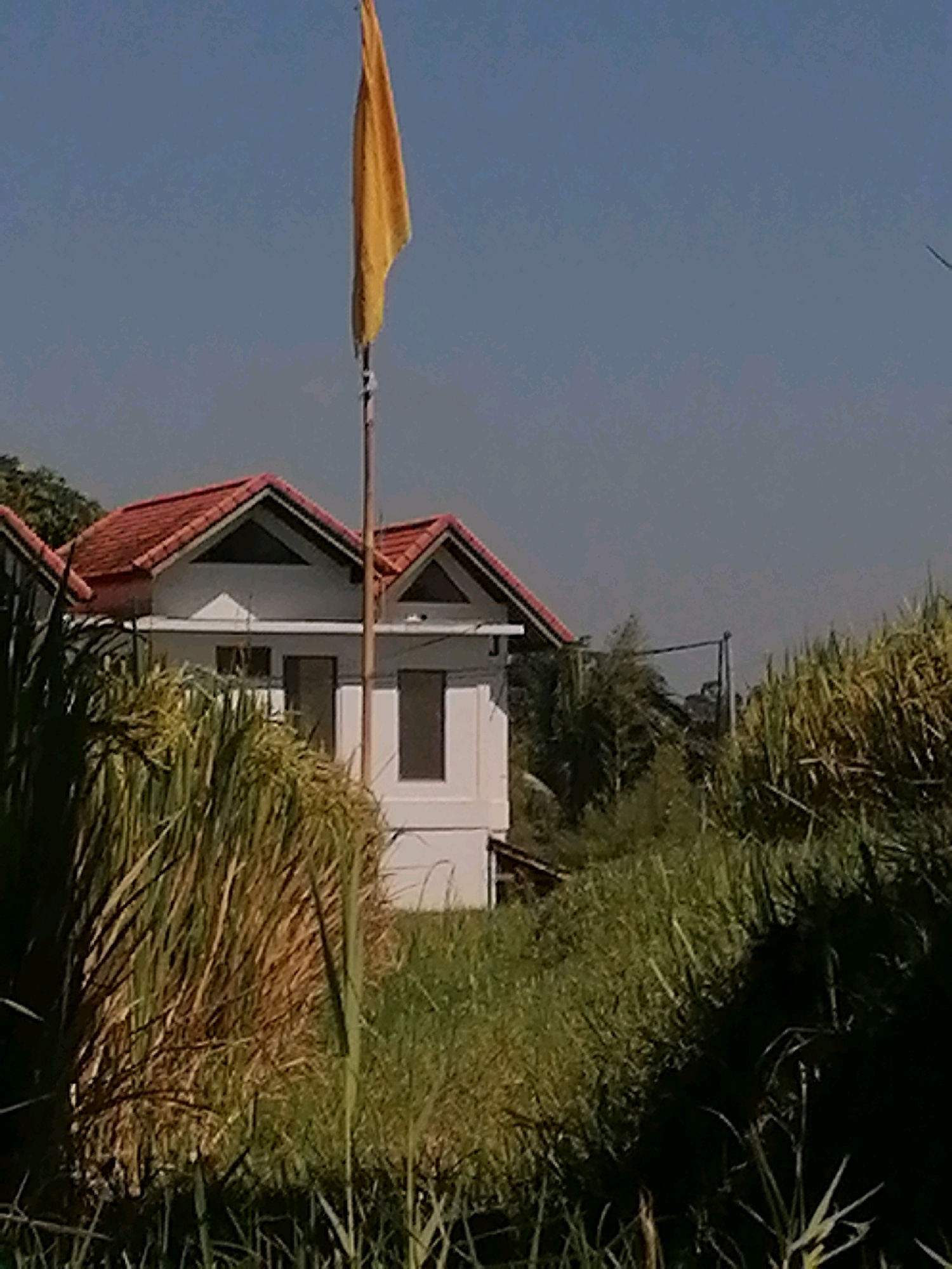 An outdoor, medium-shot, low-angle, eye-level, full-color, slightly grainy photograph shows a white building with a red-tiled roof in Ubud, Indonesia. The building has at least two windows on the visible facade, and a flag pole with a yellow flag is positioned in front of the building. The foreground is filled with tall, green and brown grass and reeds. The background consists of a clear blue sky. The scene appears to be a residential or possibly a public building located in a rural or semi-rural area of Ubud.