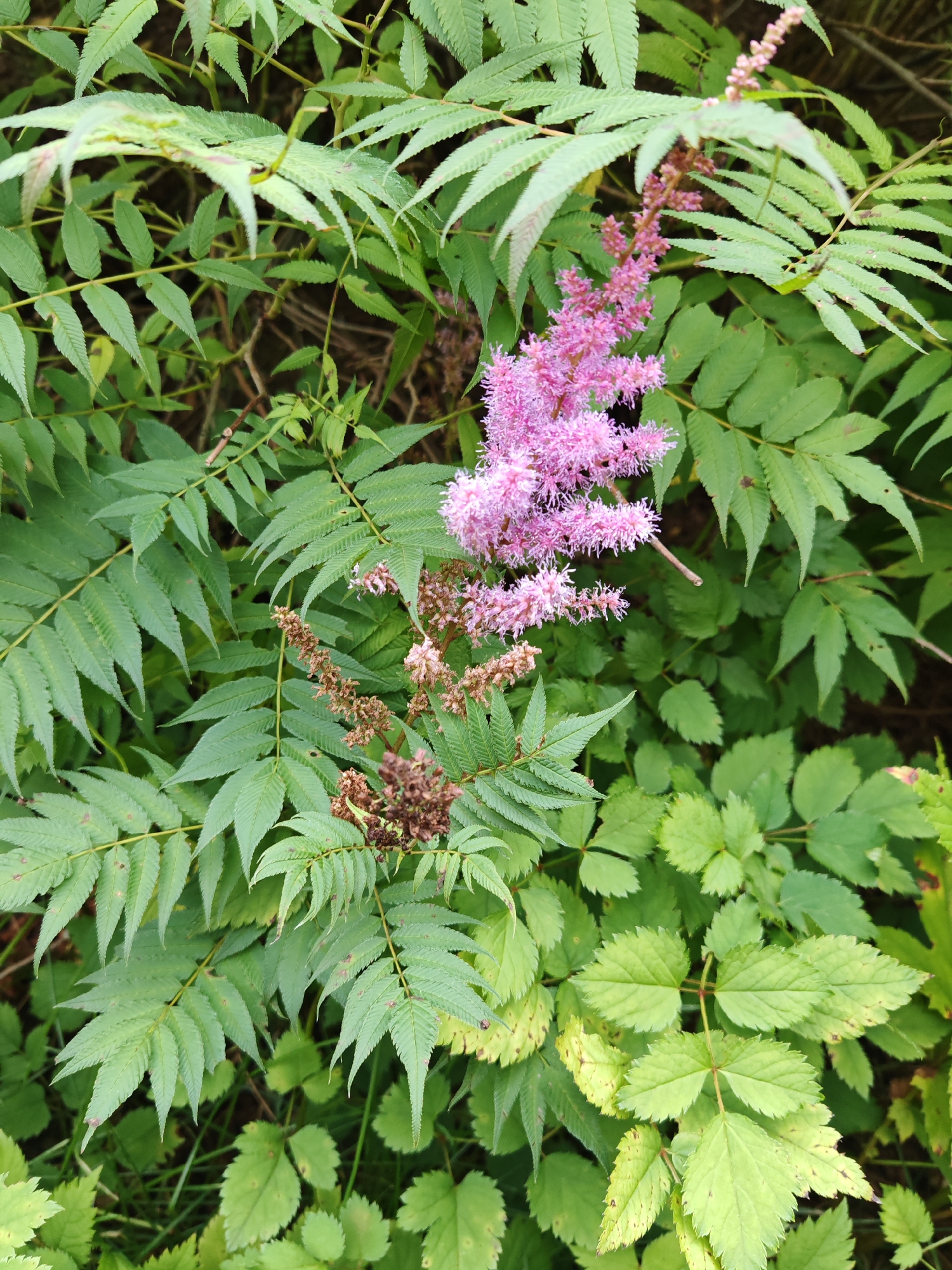 In Rosinka, Russia, a close-up, vertical shot captures a cluster of pink Astilbe flowers blooming amidst lush green foliage. The delicate, feathery plumes of the flowers are in sharp focus, with some showing signs of drying brown seed heads at the tips. The surrounding leaves are compound, with serrated edges and varying shades of green, some showing subtle hints of yellowing. The background is a blur of deeper greens and browns, suggesting a natural, uncultivated setting. The lighting appears natural, likely daylight, creating soft shadows and highlighting the texture of the plants. No people are present in the image.