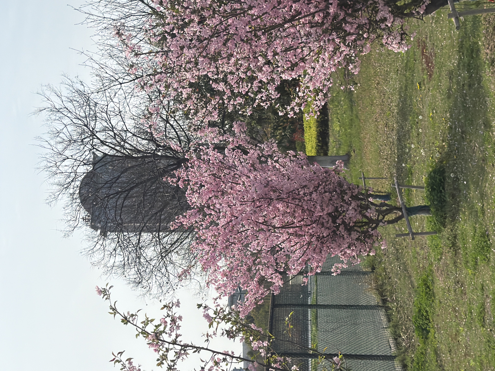 The image shows a park setting in what appears to be the Jiangning District, China, based on the architectural style of the cylindrical building partially visible in the background, situated to the left side of the frame. A row of flowering trees with pink blossoms dominates the foreground and midground, creating a floral canopy effect. The trees appear to be situated along the edge of a fenced-in area, possibly a sports court or a similar recreational space. The ground is covered with grass and patches of earth.
