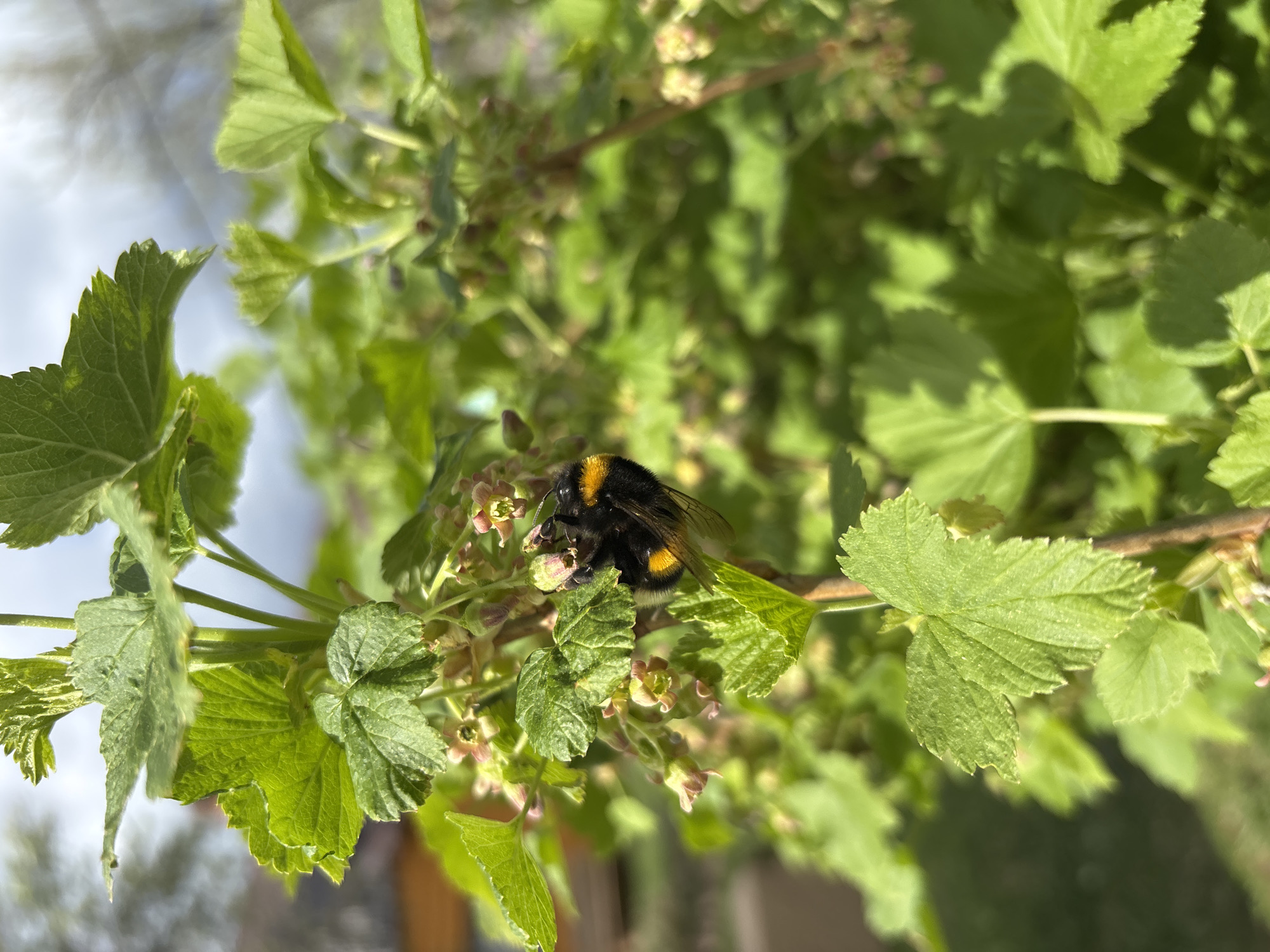A close-up shows a bumblebee perched on a plant with green leaves and small blossoms. The bee is black with yellow bands. The background is blurred, suggesting a natural outdoor setting in the city of Ваньки, Russia.
