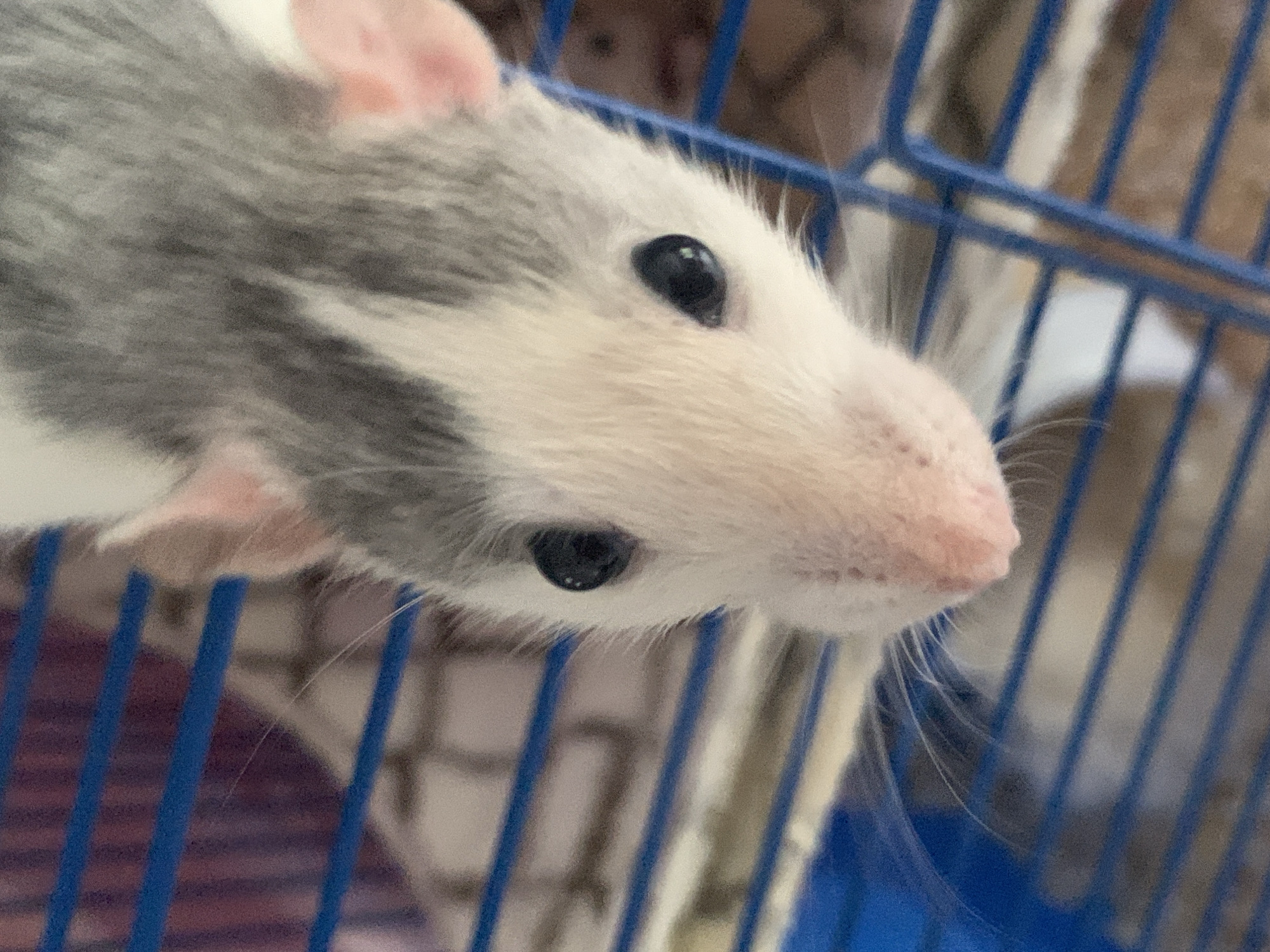 A close-up shot shows the head of a rat with white and gray fur looking to the right. The rat has small black eyes, pink ears, and a pink nose with visible whiskers. The rat is positioned in front of the bars of a blue cage. In the background, out of focus, are other parts of the cage and potentially other rats. The scene is indoors, but the specific location in Stavropol, Russia is not discernible from the image. There are no people visible. The primary action is the rat's gaze to the right.