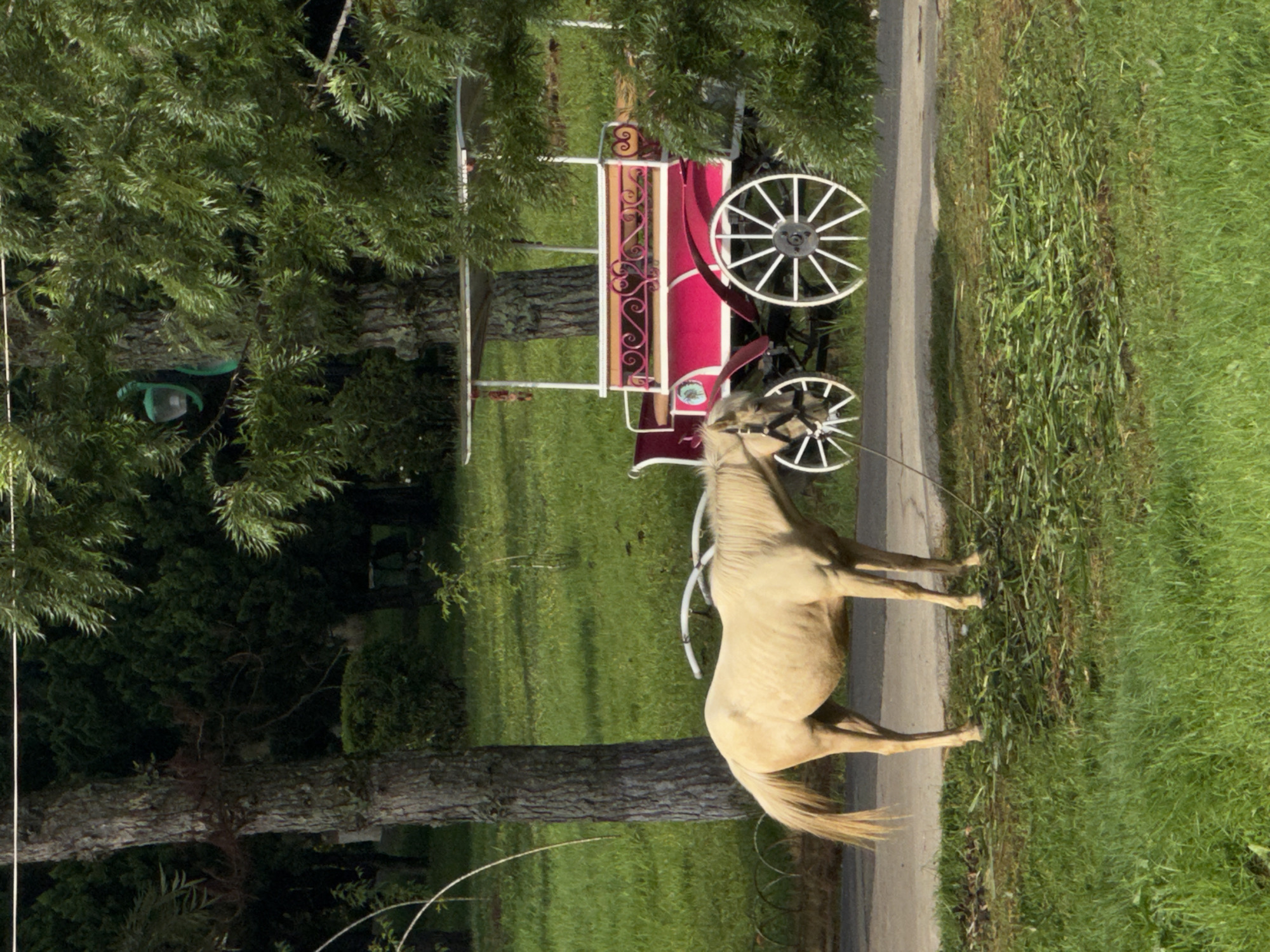 This image depicts a light-colored horse standing on a paved path in a park-like setting. The horse is facing left and appears to be tethered by a rope. Behind the horse, a vibrant pink carriage with white wheels is parked. The carriage has a white canopy and decorative scrollwork. The background consists of lush green grass, trees, and foliage, suggesting a natural or recreational area. The presence of the carriage and horse implies a tourist attraction or a scene from a park. The overall impression is one of a serene outdoor environment.