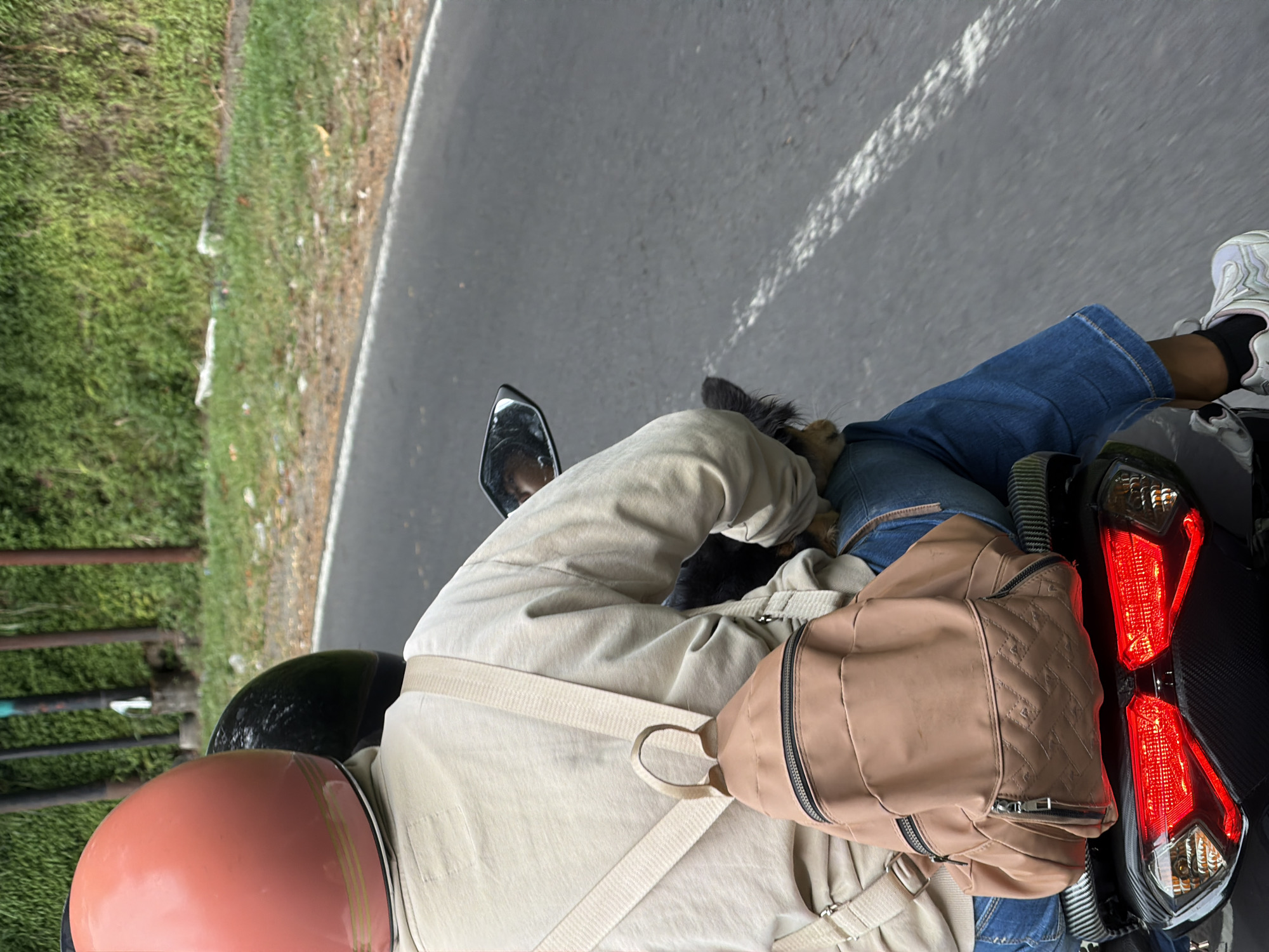 The image shows a person riding a motorcycle in Kintamani, Indonesia. The rider is wearing a cream-colored jacket and blue jeans, with a pink helmet visible. A small, tan backpack is slung over the rider's shoulder. In front of the rider, a small dog with dark fur is partially visible, peeking over the jacket. The motorcycle's red taillights are prominent in the lower right corner of the frame. The scene appears to be on a paved road with a grassy area and some wooden fence posts to the left. The lighting suggests it is daytime, and the weather appears to be overcast or slightly hazy. The overall impression is a casual journey, possibly a scenic ride through the Indonesian countryside. There is no visible text in the image.