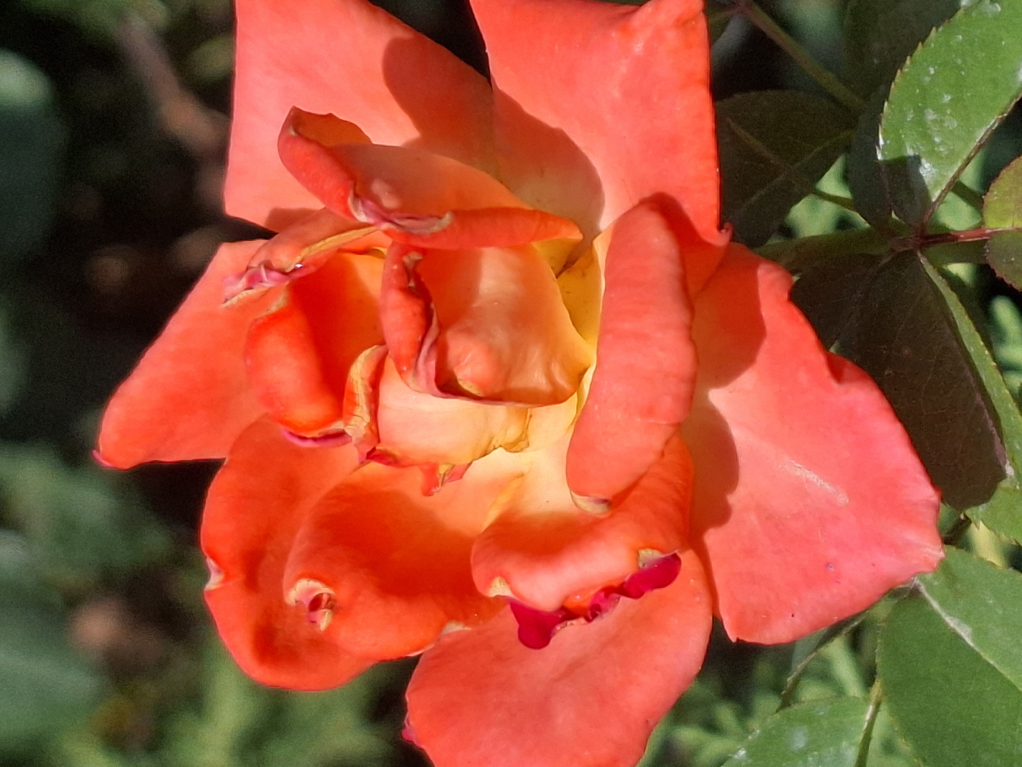A close-up, slightly overhead shot focuses on a vibrant coral and yellow rose in full bloom. The petals are tinged with a deep coral on the outer edges, gradually transitioning to a warm yellow towards the center, with some petals exhibiting a more intense red hue. The rose is surrounded by lush green foliage, creating a natural, outdoor setting. The background is a softly blurred mix of greens and darker tones, suggesting a garden or park environment in Almaty, Kazakhstan. There are no people or discernible actions depicted.