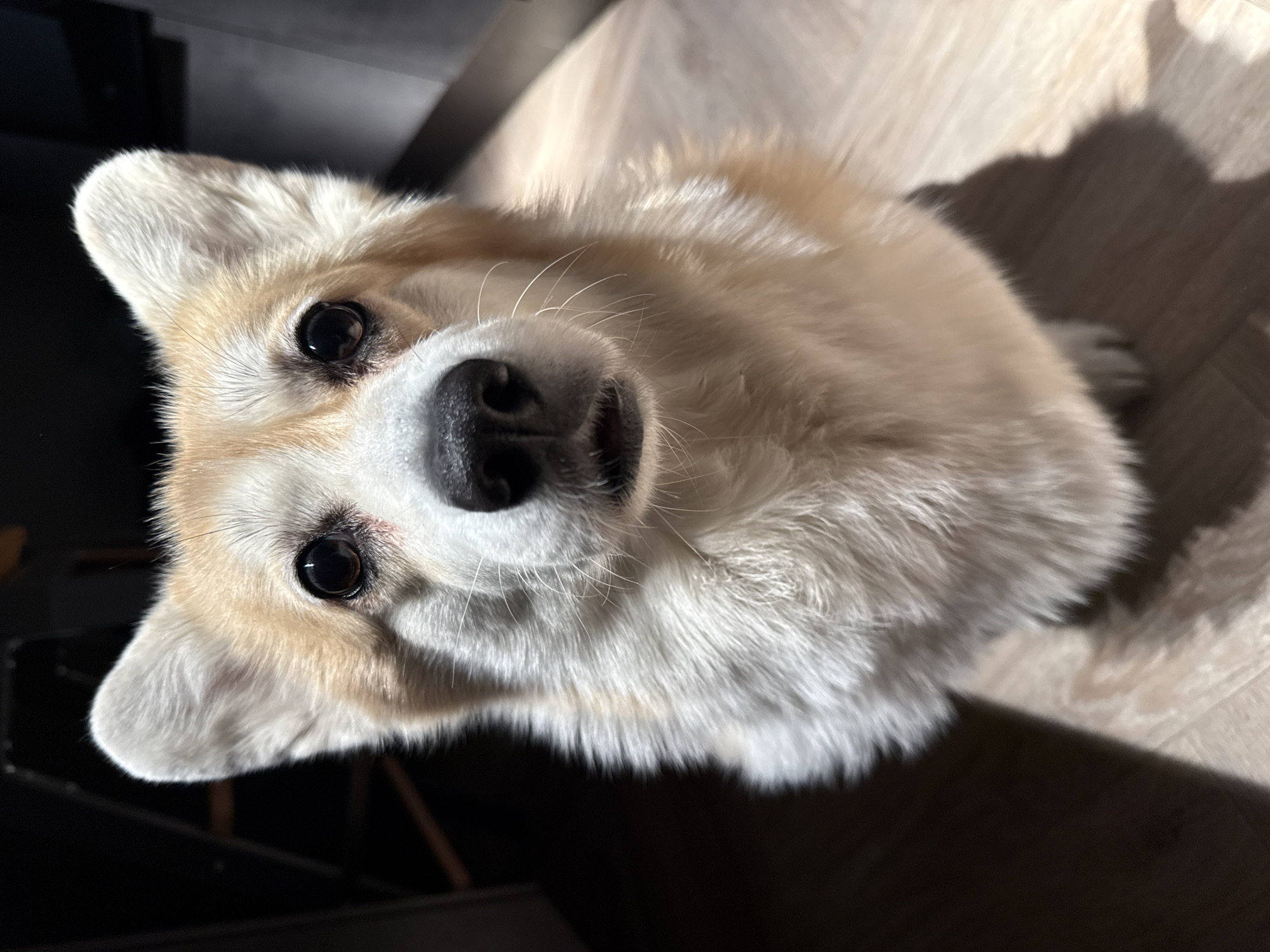 A close-up, high-angle shot depicts a light-furred dog, possibly a corgi, looking directly up at the camera. The dog has a dark nose, dark eyes, and pointed ears. The background appears to be a light-colored wooden floor with shadows cast across it. The location is not identifiable as the city of Krasnoyarsk, Russia from the available image.