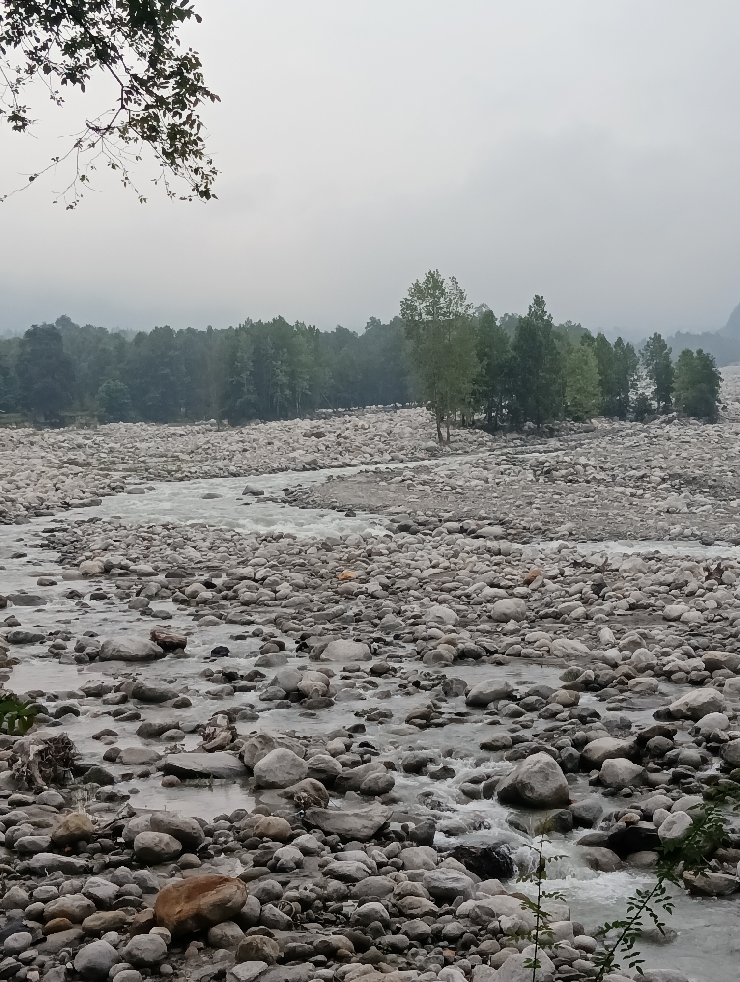 The image depicts a wide, rocky riverbed in Goshal, India. A shallow, fast-flowing river cuts through the expanse of grey and tan stones of various sizes. The riverbanks are heavily strewn with these stones, with larger boulders scattered throughout. In the background, a dense forest of green trees lines the horizon under a hazy, overcast sky. A tree branch with dark green leaves hangs into the upper left corner of the frame. The overall scene suggests a natural, rugged landscape.