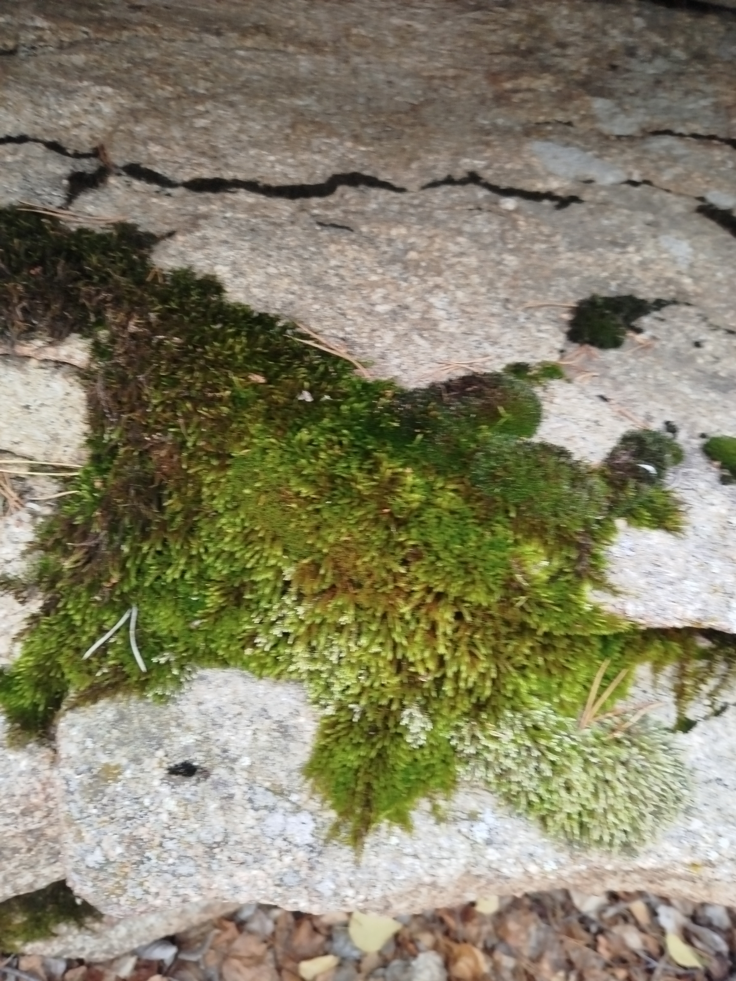 The image displays a close-up view of moss growing on a rock surface. The moss appears in various shades of green and brown, indicating different types or stages of growth. The rock itself is textured and appears to be part of a larger formation, possibly a boulder or a wall, with visible cracks and crevices. Some dry leaves and pine needles are also scattered on and around the moss and rock, suggesting an outdoor, natural environment. There are no people or animals present in the image. The scene is forensic in its detailed depiction of natural elements. The specific location in the city of Qarqaraly, Kazakhstan, is not visually evident from the image content itself.