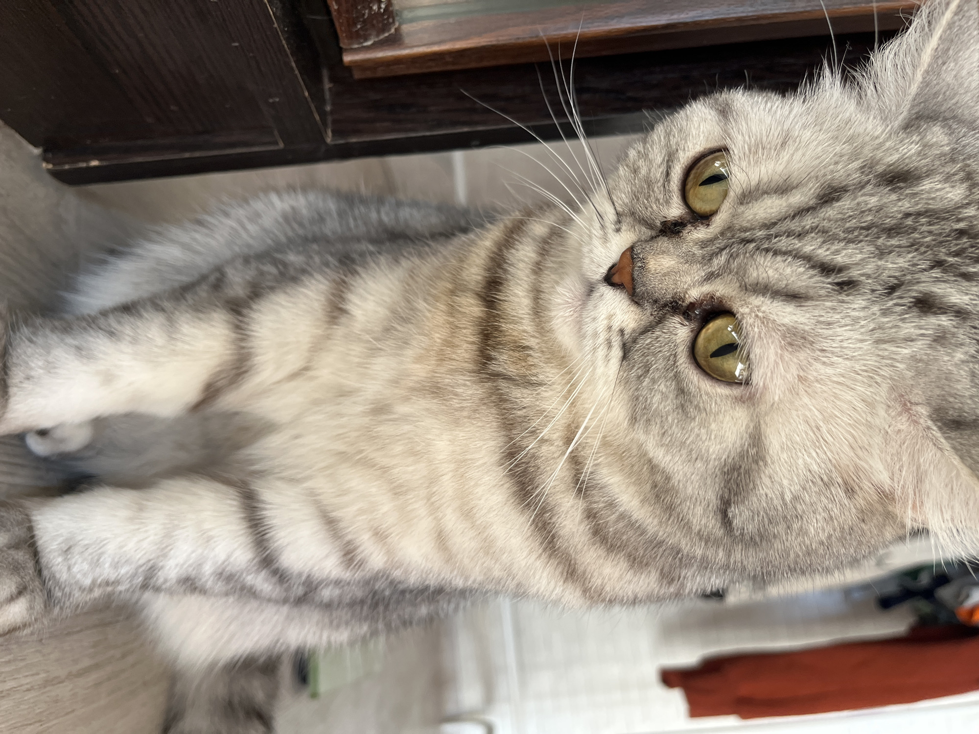A gray tabby cat with yellow-green eyes lies on a light-colored floor. The cat's head is turned towards the camera. The cat has a striped pattern on its fur. Above the cat is a dark brown wooden cabinet. In the background, a red garment is partially visible. There is no indication this image was taken in Chaikovsky, Russia.