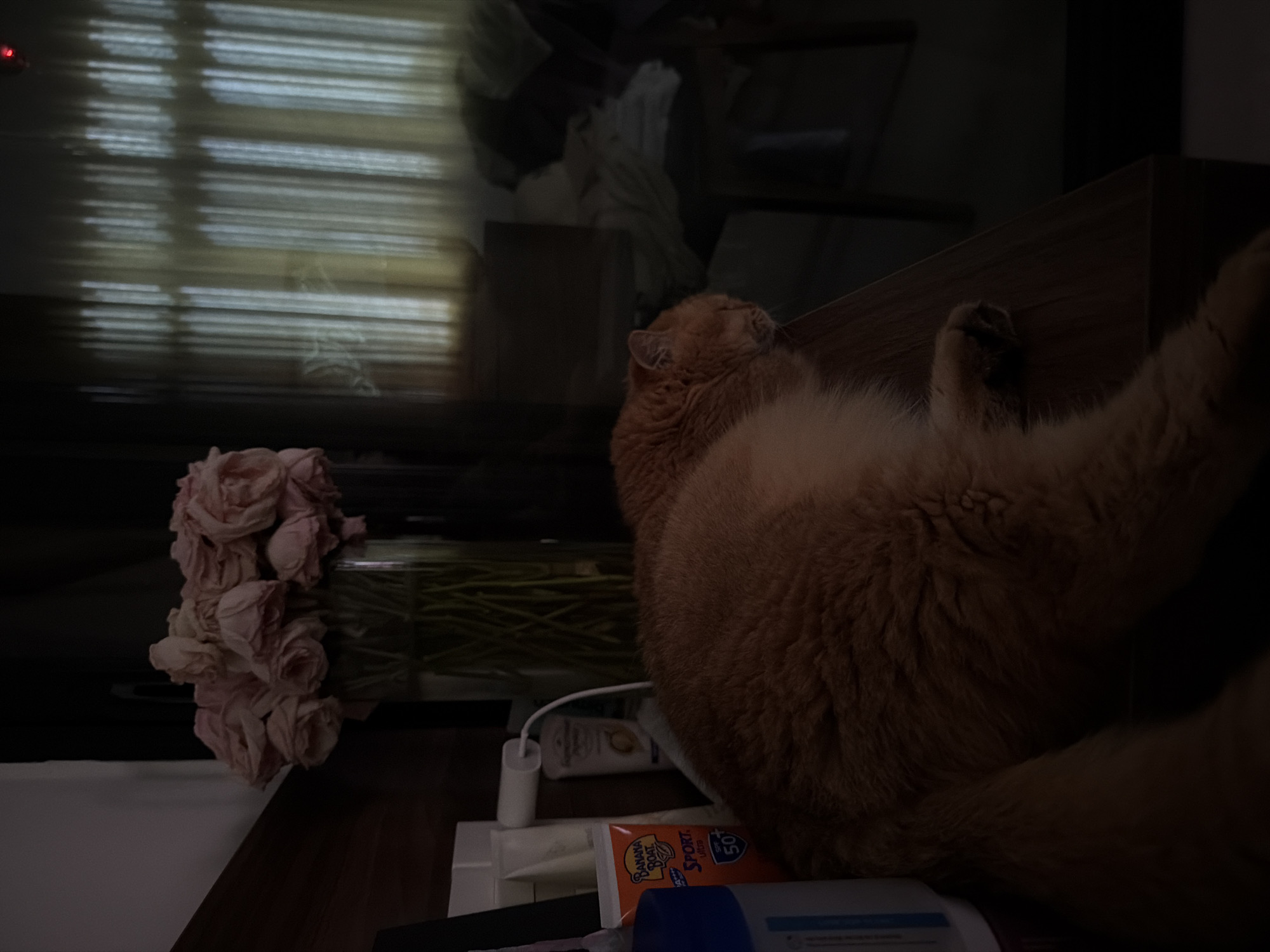 In a dimly lit room, an orange cat sleeps on a wooden surface. The cat is positioned on its side, curled up with its eyes closed and head resting on its body. To the left of the cat, a bouquet of pale pink roses in a glass vase stands tall, with their stems submerged in water. Next to the vase are several tubes of personal care products, including a tube of "Banana Boat Sport SPF 50" sunscreen, and a white power adapter plugged into an outlet. The background features a window with vertical blinds casting striped shadows. The overall atmosphere is one of quiet repose, with the soft light and sleeping cat creating a peaceful scene. The location is not specified in the image and cannot be determined.