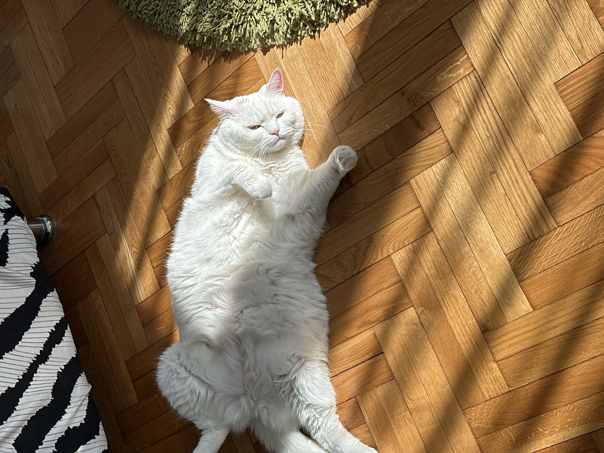 A white, overweight domestic cat is lying on its back on a herringbone-patterned wooden floor. The cat's fur is long and slightly rumpled. One paw is raised and curled. The cat's eyes are partially closed, and its expression is relaxed. The floor is brightly lit with natural sunlight, casting shadows across the wood grain. A green shaggy rug is visible in the upper left corner of the frame, and a black and white striped object is partially visible on the left. The location is implied to be a domestic interior. The location is suggested to be Novi Sad, Serbia, though this is not explicitly discernible from the image.