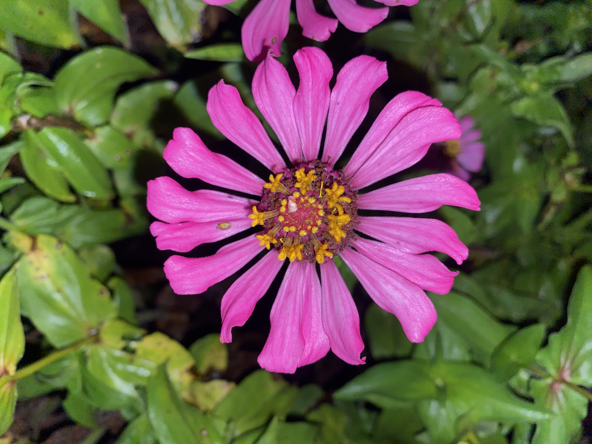 A close-up, eye-level shot shows a vibrant pink zinnia flower in full bloom, centered in the frame. The petals are a bright, saturated pink, with a slightly darker pink hue towards the tips. They are arranged in a radial pattern, extending outwards from the flower's center. The center of the zinnia is a cluster of bright yellow stamens, surrounded by a darker, reddish-purple disc.
The background consists of lush green foliage, which is slightly out of focus, creating a soft bokeh effect that emphasizes the sharpness of the flower. The leaves are a deep green, with some lighter green and yellow variations, suggesting the presence of moisture or natural variations in the plant. The lighting appears to be natural, likely diffused daylight, as there are no harsh shadows and the colors are rich and even.
There are no people or animals present in the image. The scene is peaceful and natural, focusing solely on the beauty of the flower and its surrounding plant life. Based on typical garden flora and climate conditions, this scene could be found in a residential garden or park within Davao City, Philippines, known for its tropical climate that supports the growth of such vibrant flowers throughout the year.