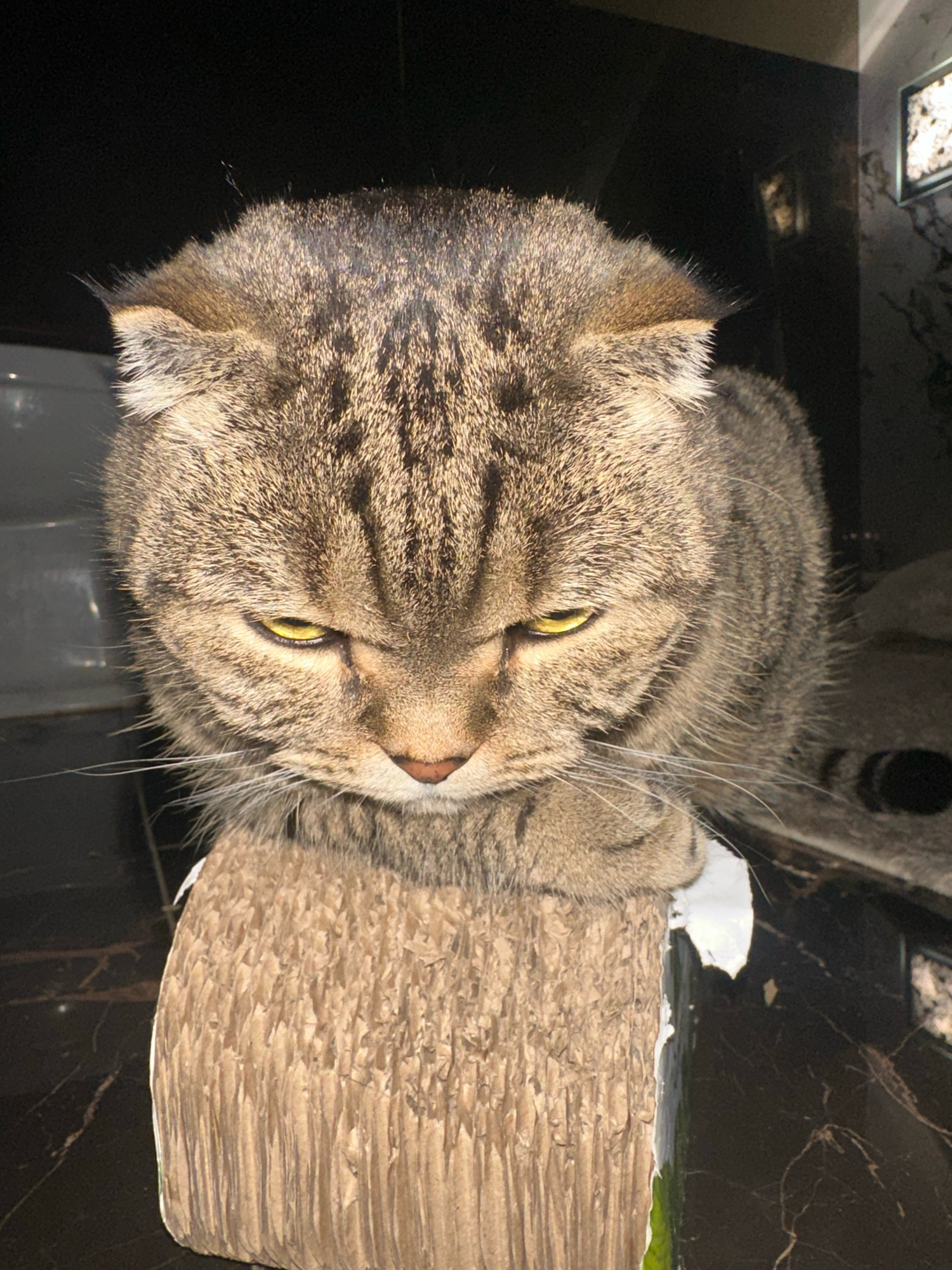 An overhead medium shot shows a grumpy-looking tabby cat perched on a textured, cardboard-like object. The cat's fur is a mix of brown and black stripes, and its eyes are a piercing yellow. Its ears are folded back, and its mouth is slightly open, revealing its tongue. The cat's paws are crossed, adding to its disgruntled appearance. The background is dark and out of focus, with hints of a bathroom or kitchen environment visible, including marble-like countertops and a reflective surface. The image appears to have been taken indoors, likely in a residential setting. The location of Virki, Russia is not discernible from the image itself.