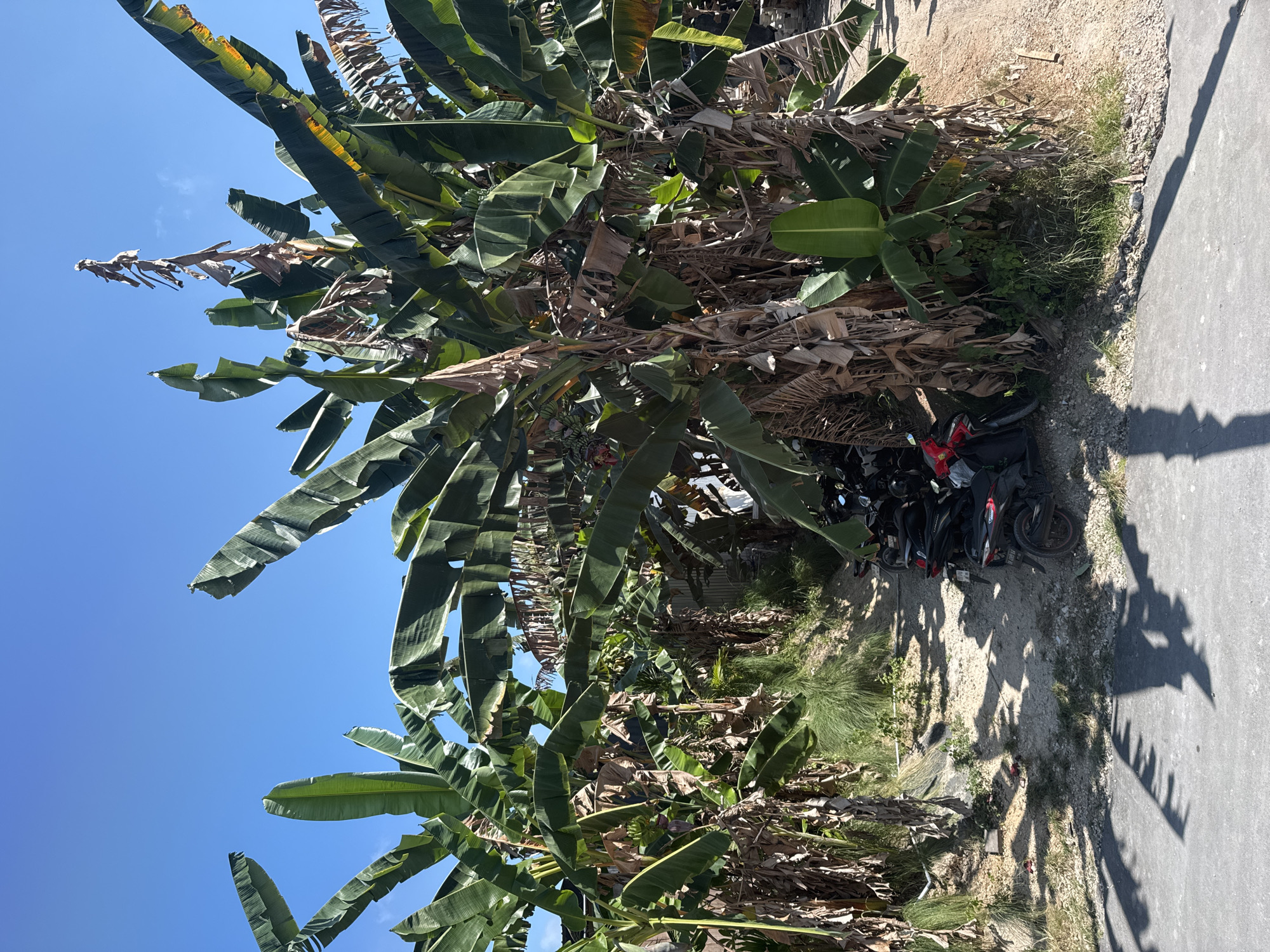 In Kuta Selatan, Indonesia, an outdoor scene unfolds under a clear blue sky, dominated by lush, green banana trees. Their large, vibrant leaves create a dense canopy, interspersed with dried, brown fronds that hint at the plants' life cycle. A pathway, visible between two clusters of banana trees, is covered with sandy soil and small stones. Parked along the right side of this pathway is a collection of motorcycles, a mix of black and red, indicating a common mode of transportation in the area. The ground around the trees and pathway is a mixture of soil, gravel, and sparse green grass. Shadows of the banana fronds are cast on the asphalt road in the foreground, suggesting a sunny day. The overall impression is one of a tropical environment, likely a common area or a place of residence in Kuta Selatan.
