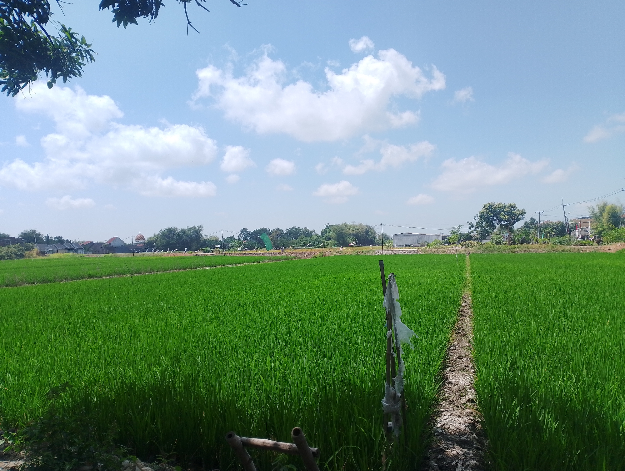This is a medium-shot, eye-level, outdoor photograph taken on a sunny day in Jumputrejo, Indonesia. The foreground is dominated by a lush, green rice paddy that extends towards the horizon. A narrow, dirt path bisects the paddy, marked by a vertical wooden stake with white plastic debris tied to it. In the far left foreground, some dark foliage and a wooden structure are visible. In the mid-ground, a treeline separates the rice paddy from buildings and scattered vegetation. A building with a domed roof, possibly a mosque or religious structure, is visible in the left mid-ground, behind the treeline. The background consists of a bright blue sky with scattered white clouds. The overall scene depicts a rural agricultural landscape under a clear sky.