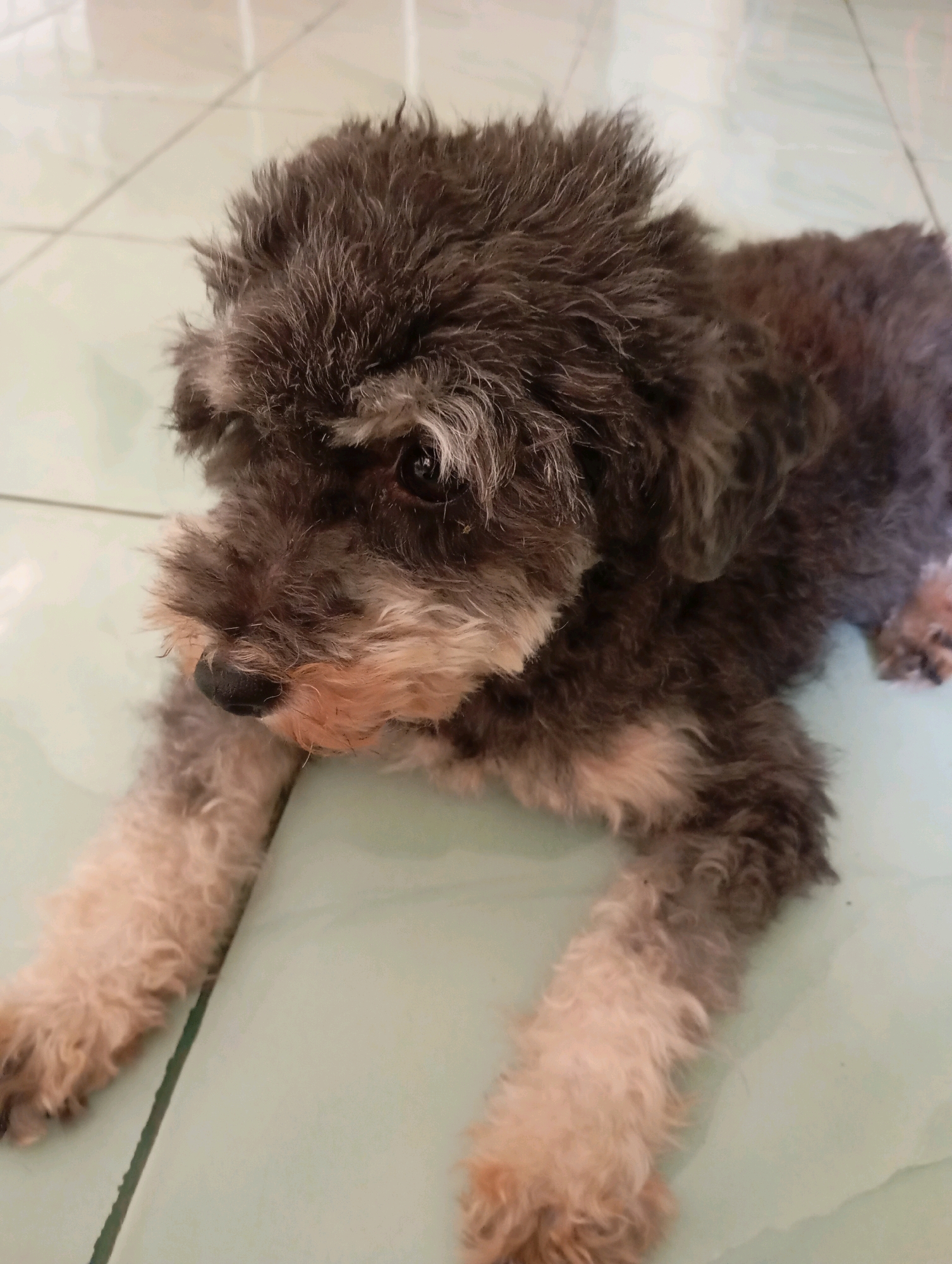 The image shows a medium-sized dog, possibly a poodle mix, with dark gray and tan fur, lying on a light green tiled floor. The dog is looking to its left with its head slightly tilted. The fur appears somewhat unkempt, giving the dog a scruffy appearance. The lighting suggests an indoor environment. The location is not specified in the image, and therefore cannot be determined.