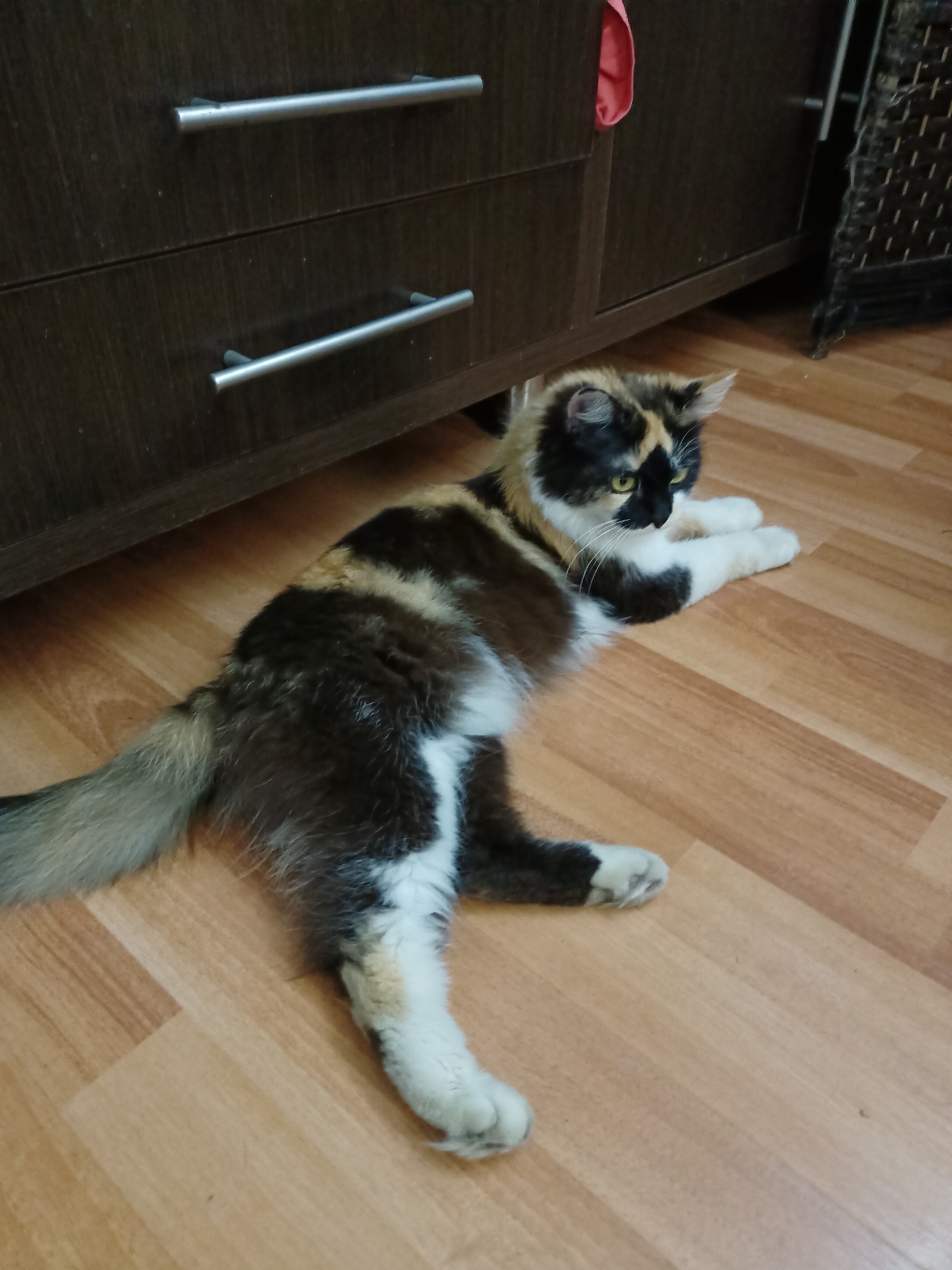 A calico cat with long fur is lying on a wooden floor near a dark brown cabinet with silver handles. The cat is positioned on its side, with its front paws extended forward and its hindquarters slightly raised. Its tail is curled upwards. The cat's fur is a mix of black, white, and orange patches. The cabinet appears to be a dresser or a similar piece of furniture with two visible drawers. The floor is made of wooden planks with a visible wood grain pattern. The scene appears to be indoors, possibly in a residential setting. No people are visible in the image. The lighting suggests an indoor environment. There is no information provided about the location in Almaty, Kazakhstan.