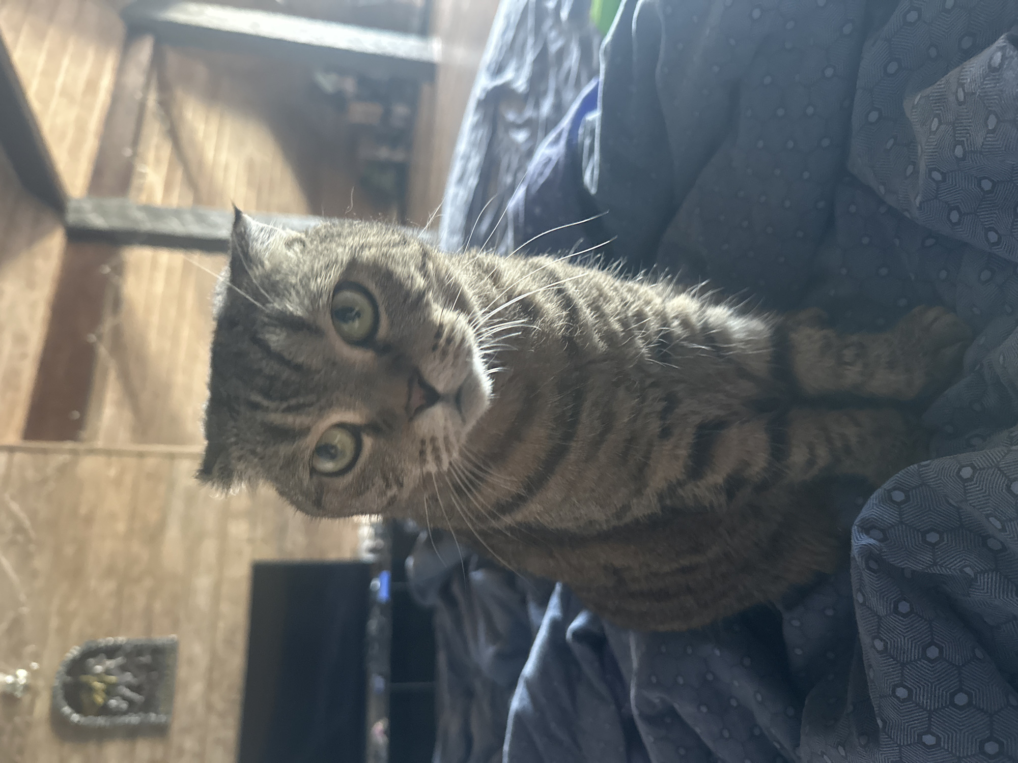 A Scottish Fold cat is sitting on a blue, patterned duvet. The cat is predominantly tabby with darker stripes and lighter fur. It has distinctive folded ears, green eyes, and long whiskers. The background is blurred but appears to be an indoor setting with wooden walls and a sloped ceiling. A dark, flat-screen television is visible in the background. The lighting suggests it is daytime. The cat is positioned in the center of the frame, looking directly at the camera. The duvet is wrinkled and covers a surface that could be a bed. There is no indication of the city of Virki, Russia, in the image.