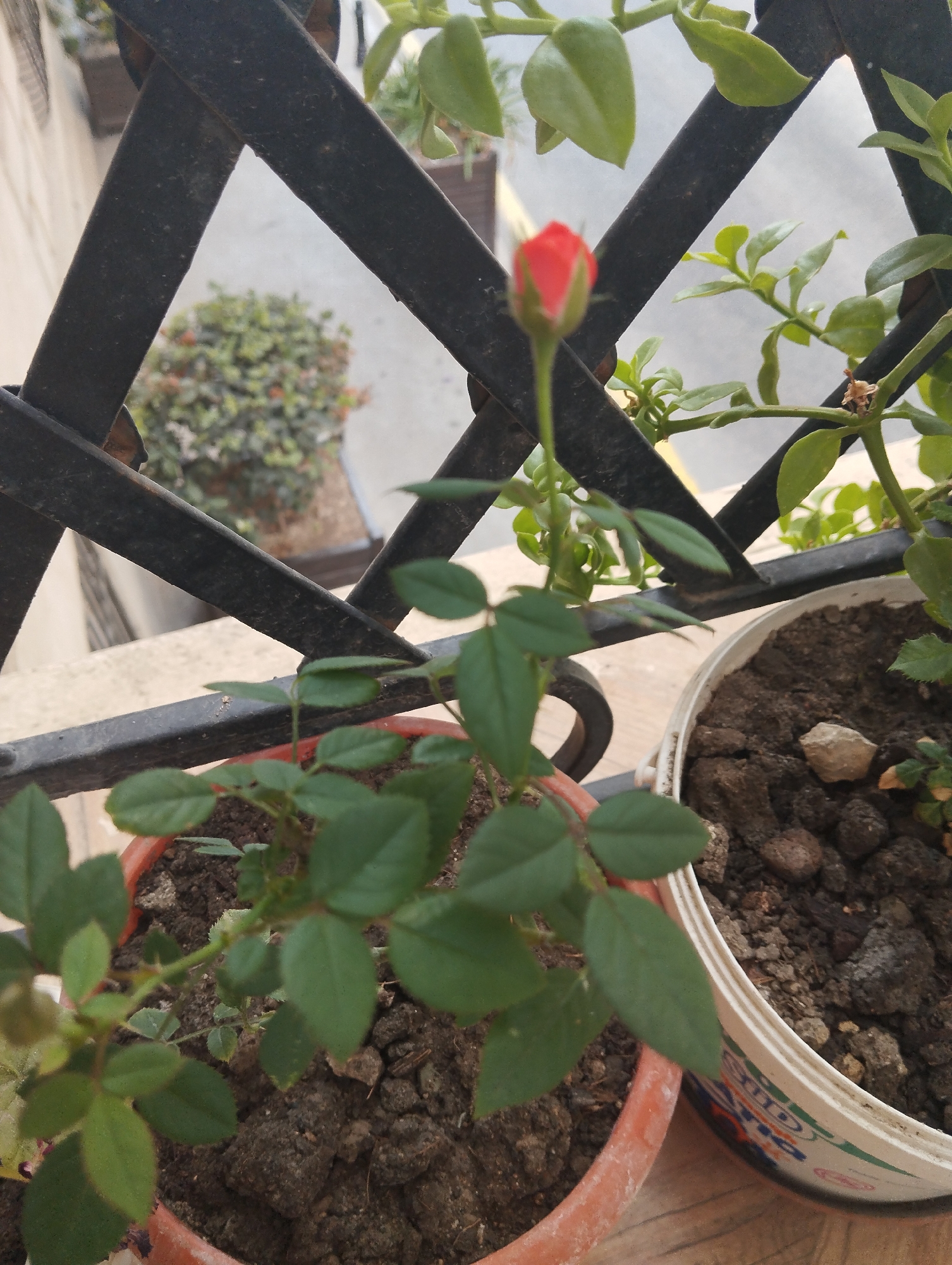 A close-up shot captures a single, unopened red rosebud on a plant, its vibrant color contrasting with the muted green foliage. The plant itself is in a terracotta pot, partially visible at the bottom of the frame. Behind the rosebud, a black metal railing creates a diamond pattern, suggesting it might be a balcony or fence. In the blurred background, other plants and an outdoor setting are visible, hinting at an urban environment. The image appears to be taken in Baku, Azerbaijan, given the context of similar images.